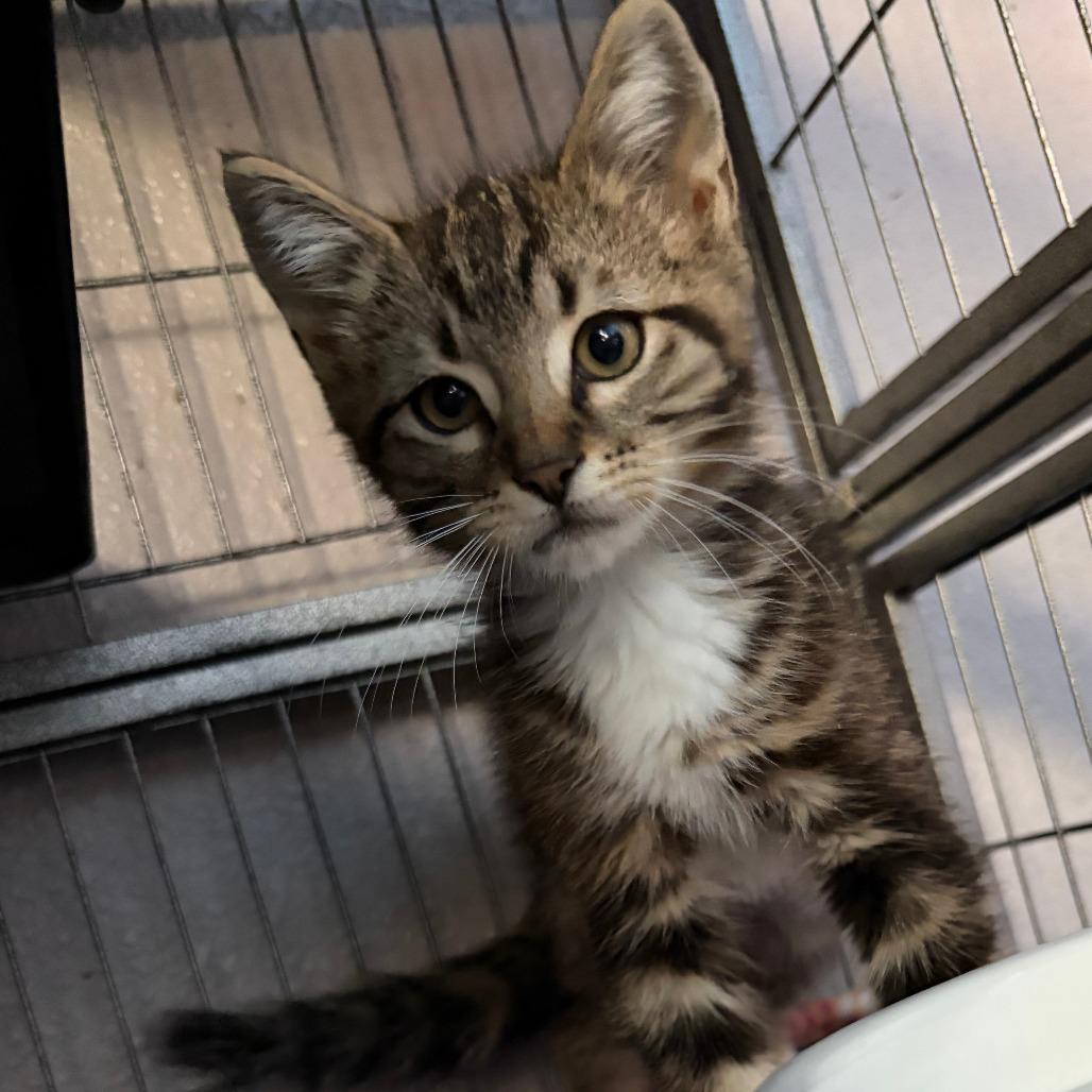 Teddy, a Adoptable Domestic Short Hair in Pleasanton, CA image 2/2