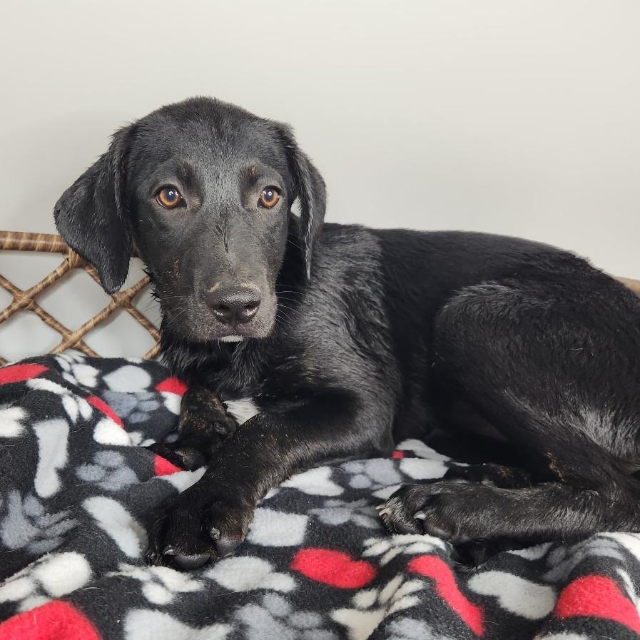 Moira, Adoptable, Puppy Female Dalmatian & Great Pyrenees.