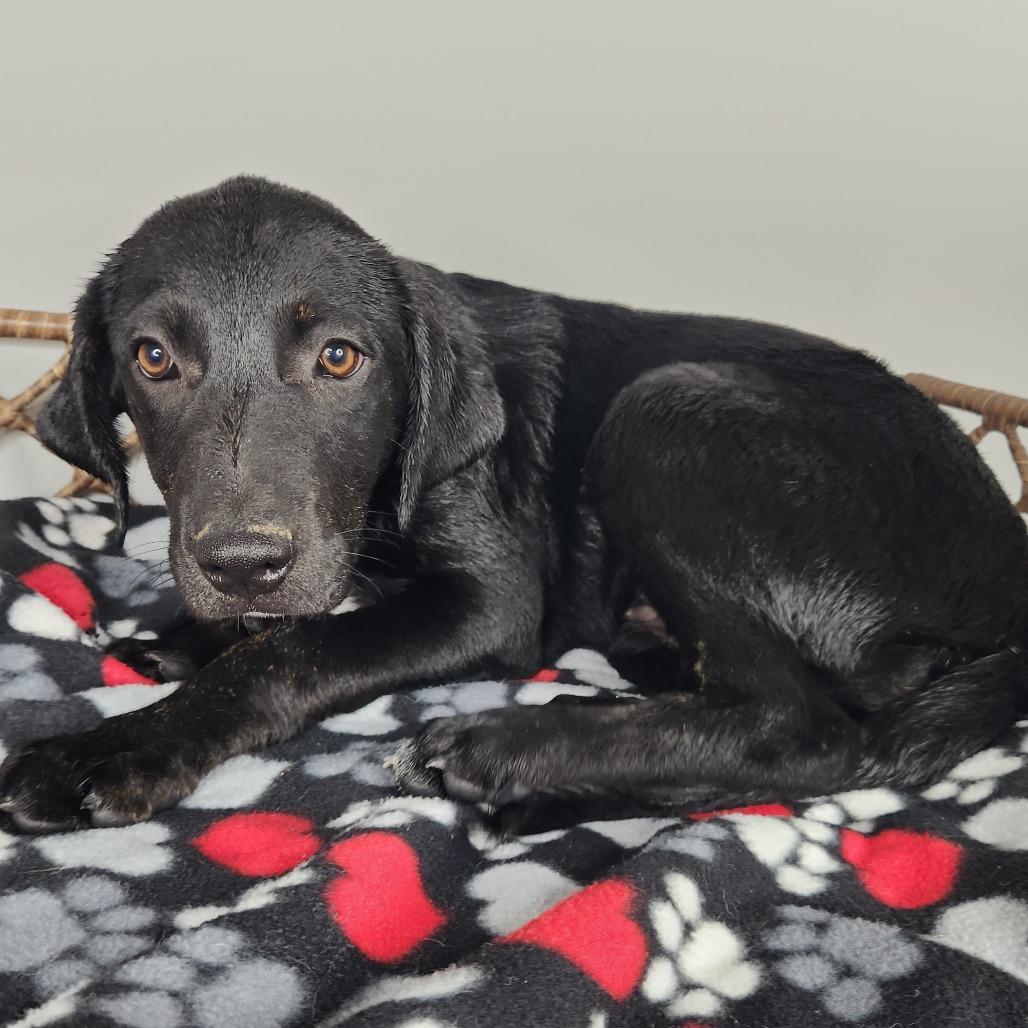 Enlarge Moira, a Adoptable mixed breed in Fort Wayne, IN image 2/2