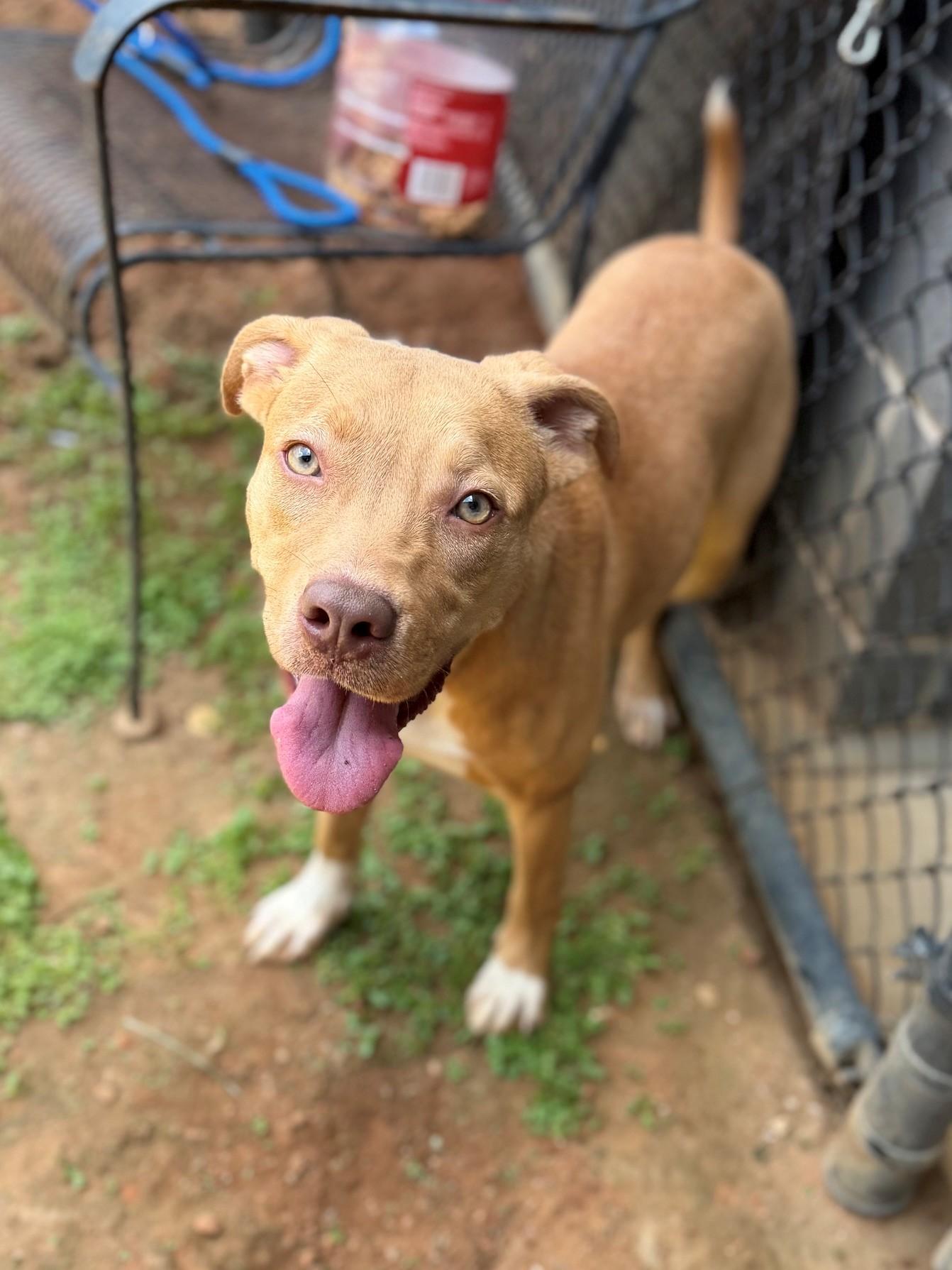 Harley, adopted, Young Female Mixed Breed.