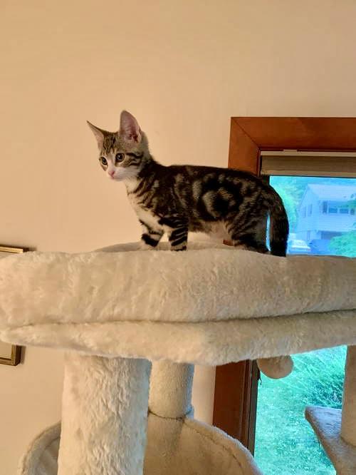 Lou (FCID# 06/25/2025-1 Brandywine PetSmart) C
