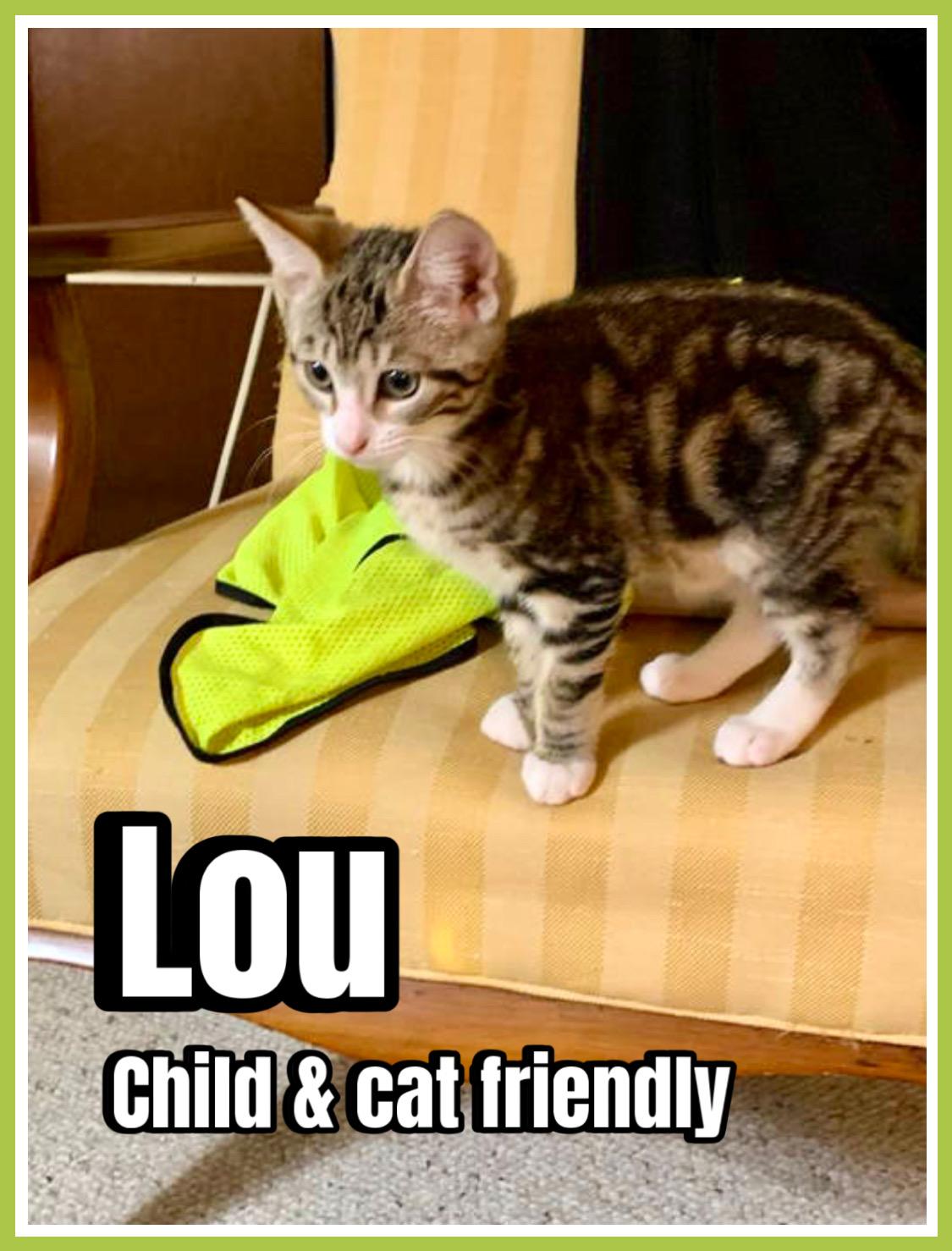 Lou (FCID# 06/25/2025-1 Brandywine PetSmart) C