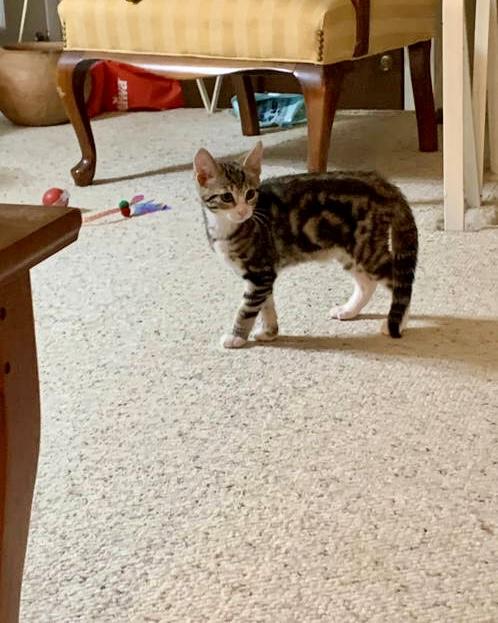 Lou (FCID# 06/25/2025-1 Brandywine PetSmart) C