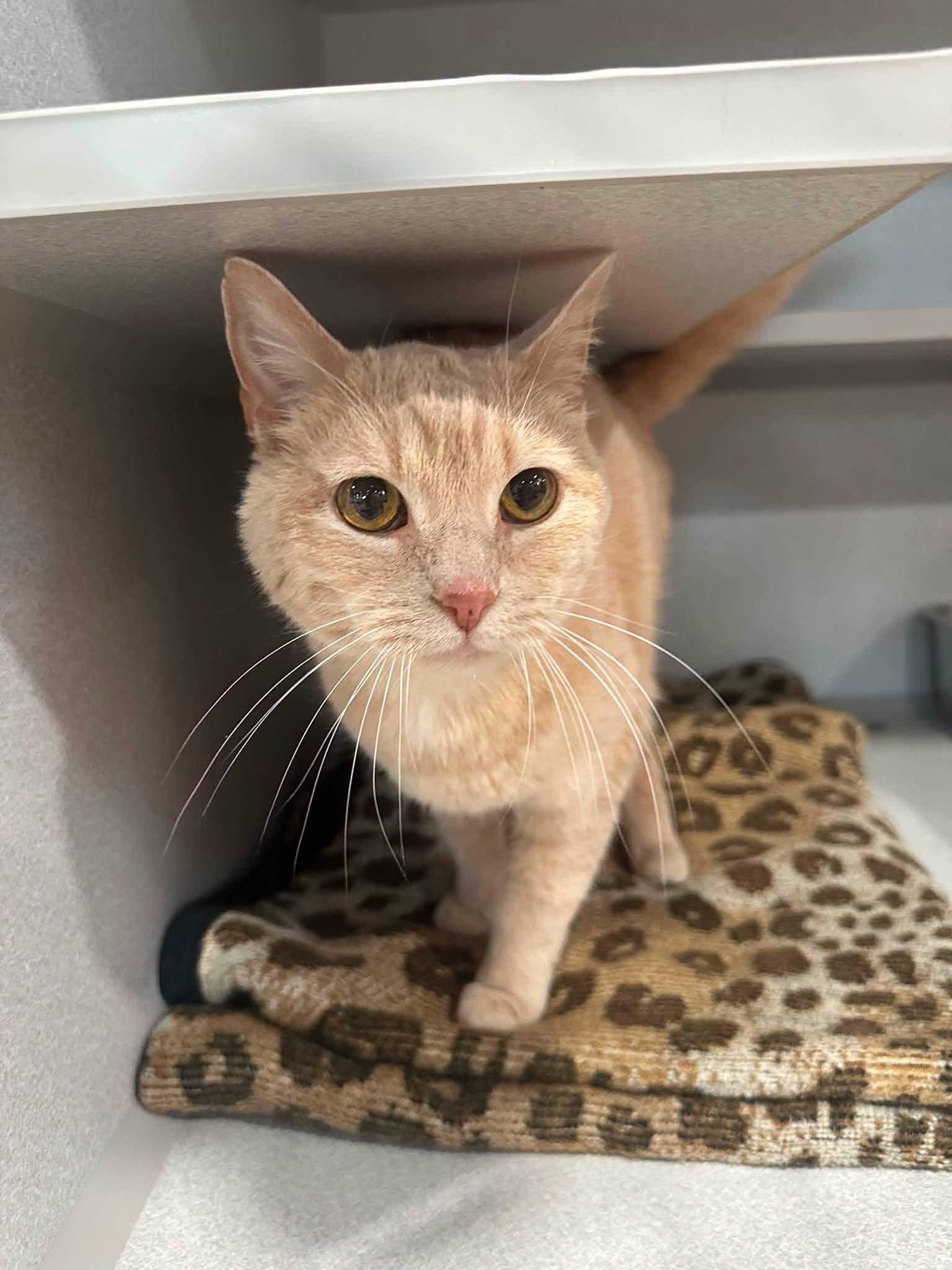 Enlarge Whitney Houston, a ADOPTABLE Domestic Short Hair in Webster City, IA image 1/1