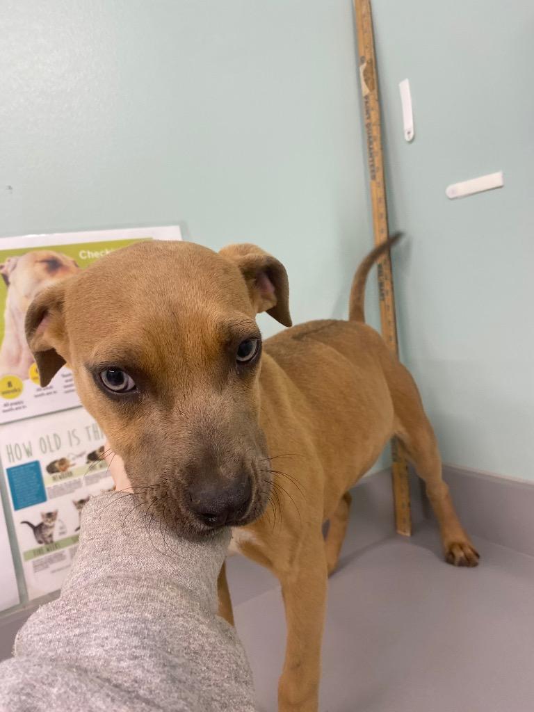 Enlarge Lucy, a Adoptable mixed breed in Athens, TN image 1/2