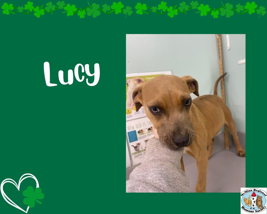 Enlarge Lucy, a Adoptable mixed breed in Athens, TN image 2/2