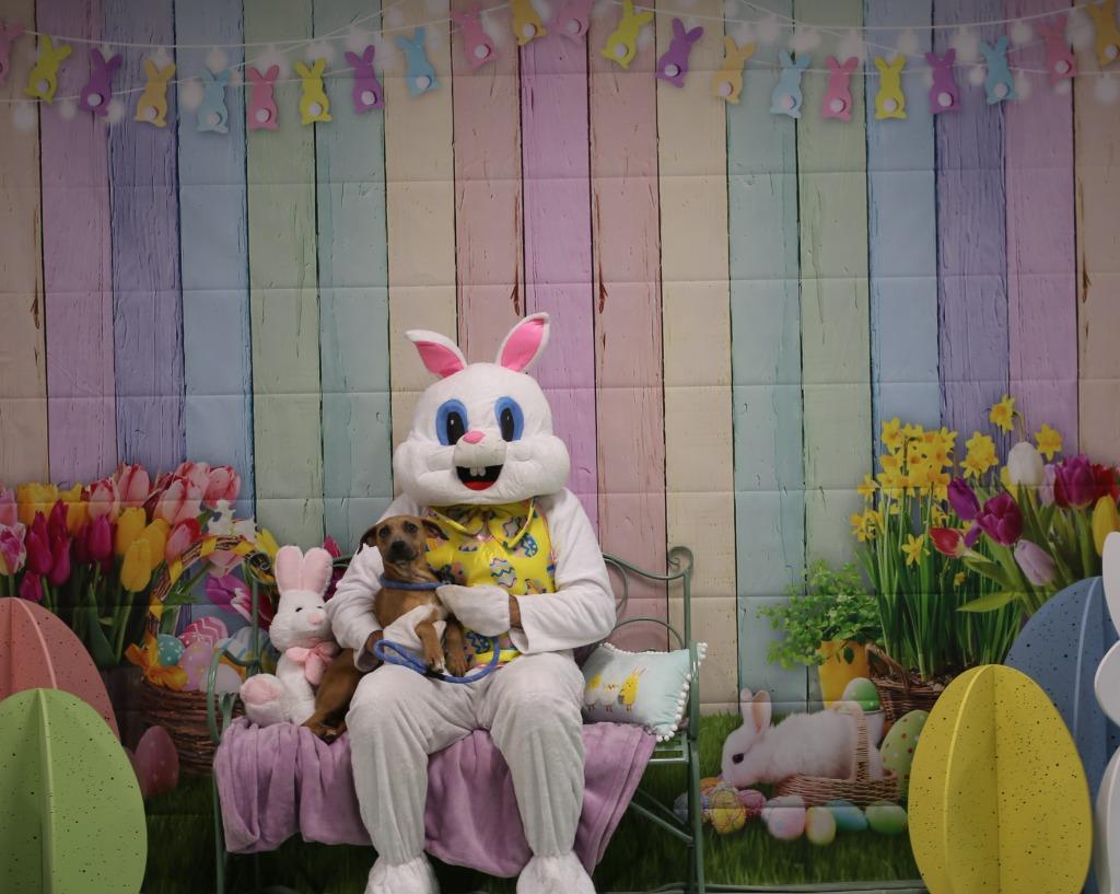 Enlarge Lucy, a Adoptable mixed breed in Athens, TN image 3/4