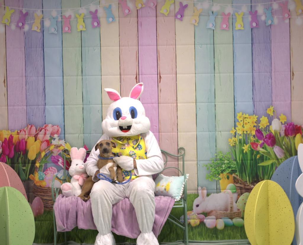 Enlarge Lucy, a Adoptable mixed breed in Athens, TN image 4/4