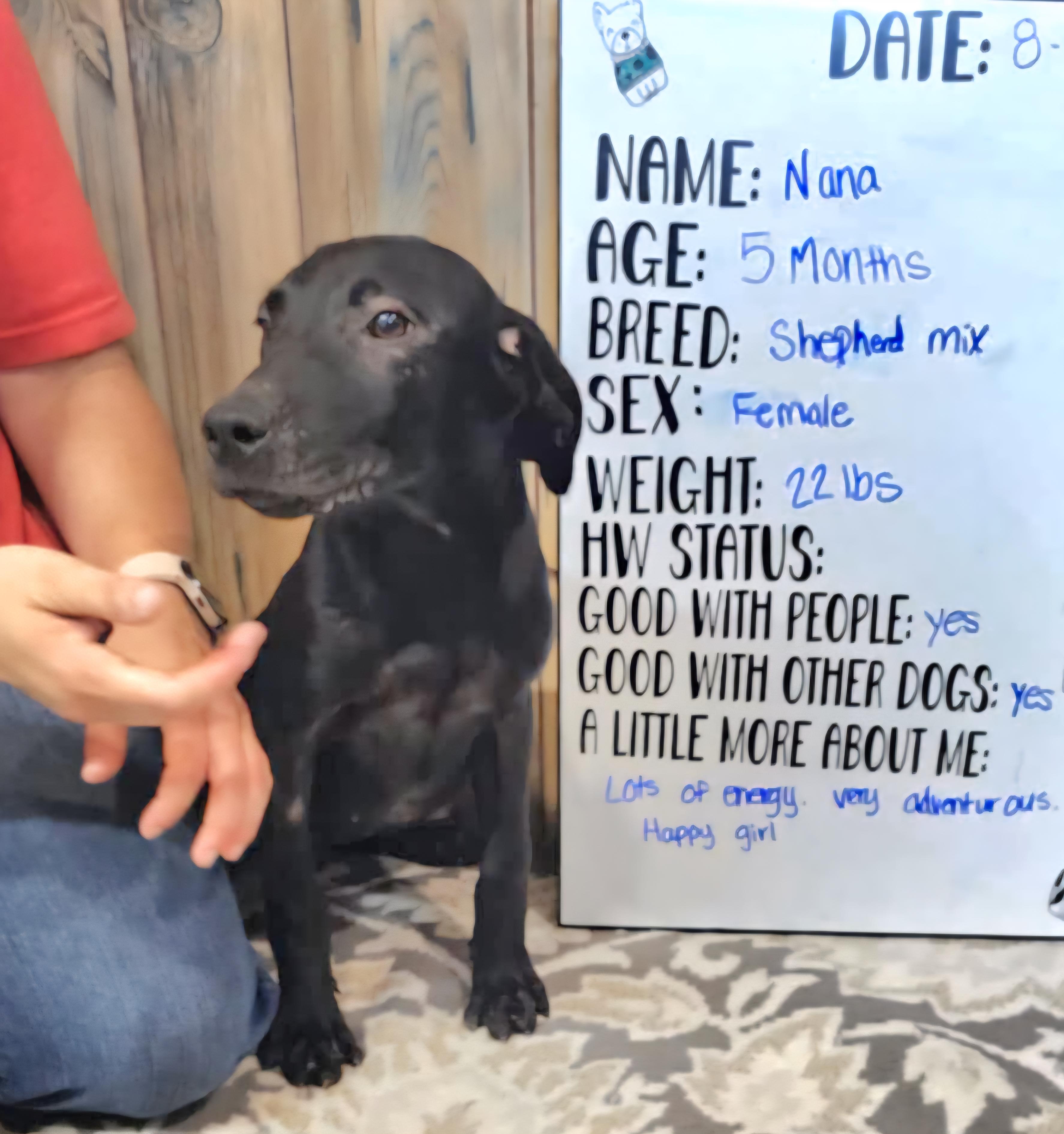 Nana, a Adoptable mixed breed in Camden, AR image 2/2