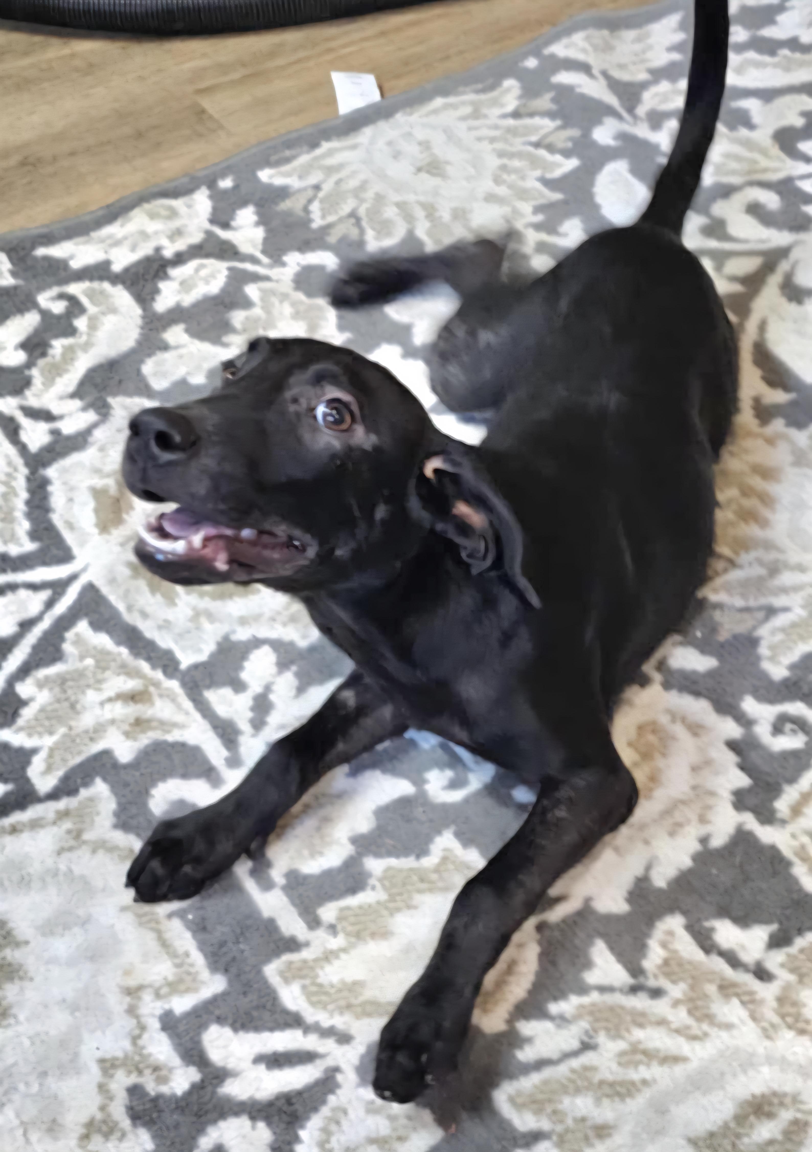 Nana, a Adoptable mixed breed in Camden, AR image 1/2