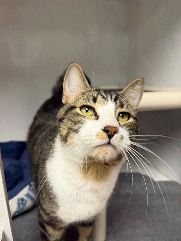 Danny Boy, Adoptable, Adult Male Tabby.