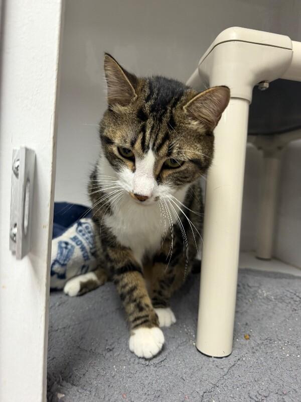 Enlarge Danny Boy, a Adoptable Tabby in Belton, MO image 2/3