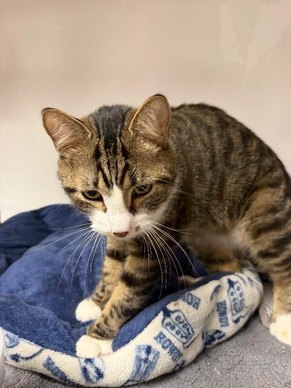 Enlarge Danny Boy, a Adoptable Tabby in Belton, MO image 3/3