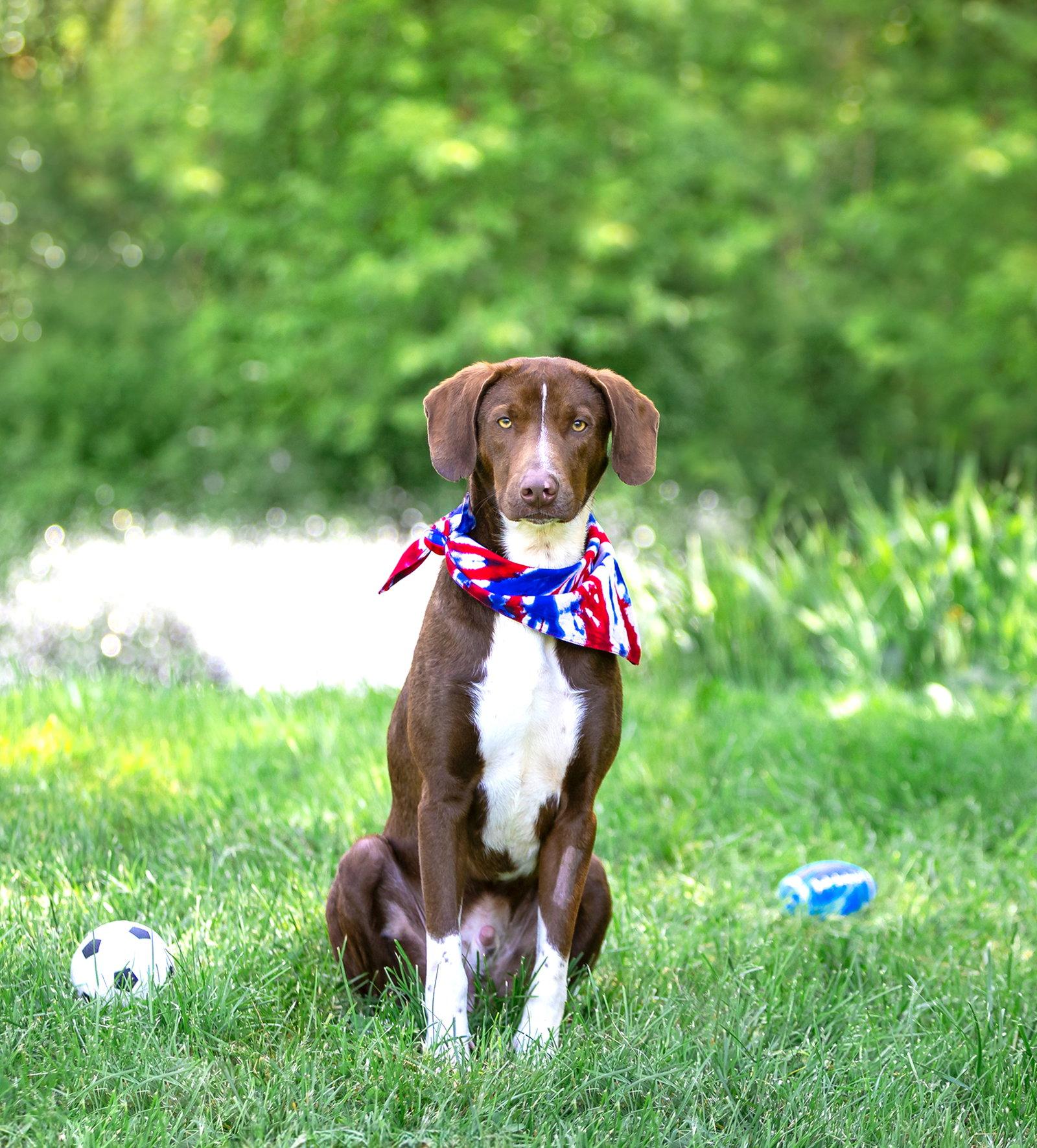 Hershey, a Adoptable Labrador Retriever in Coatesville, PA image 1/3