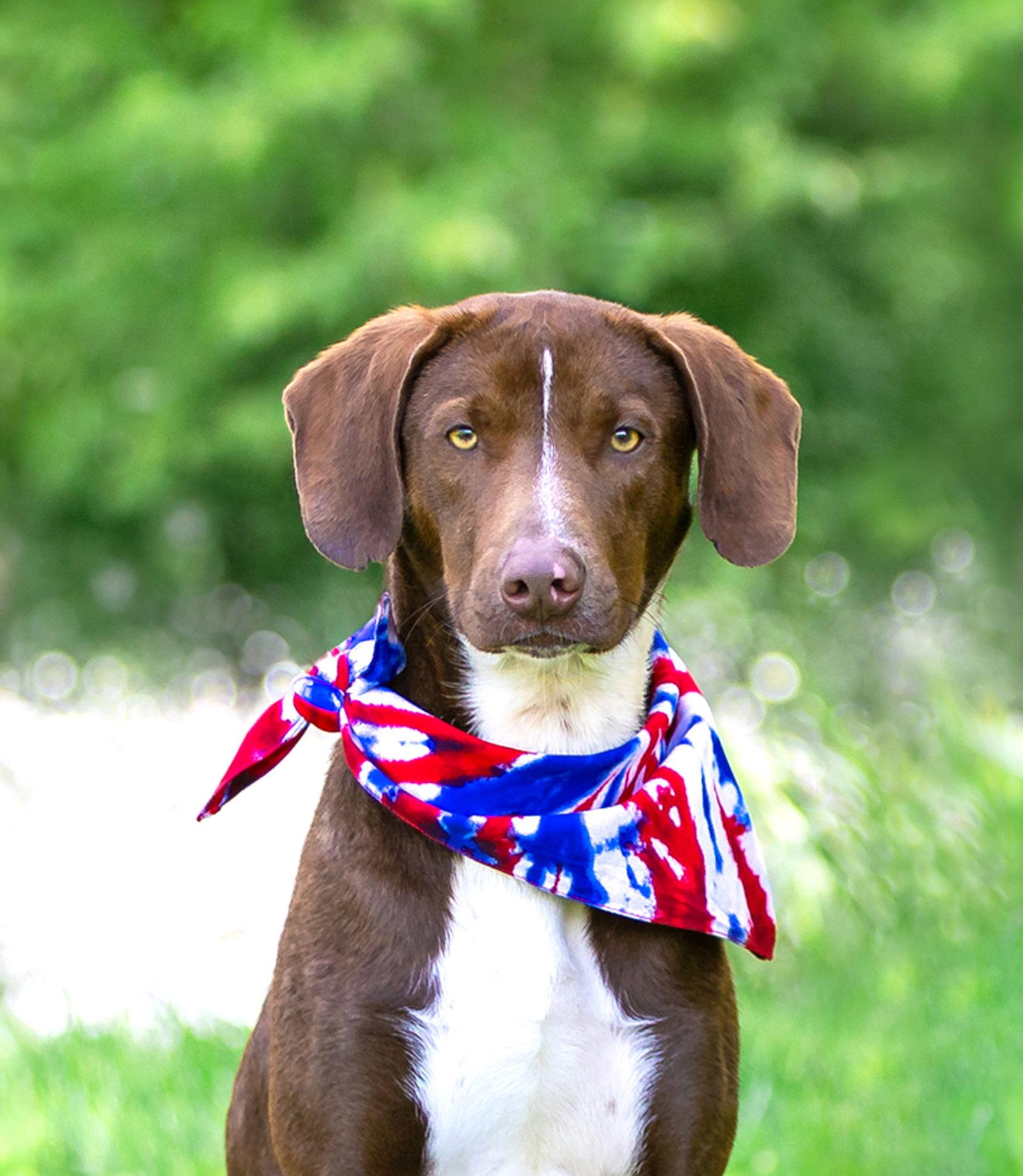 Hershey, a Adoptable Labrador Retriever in Coatesville, PA image 2/3