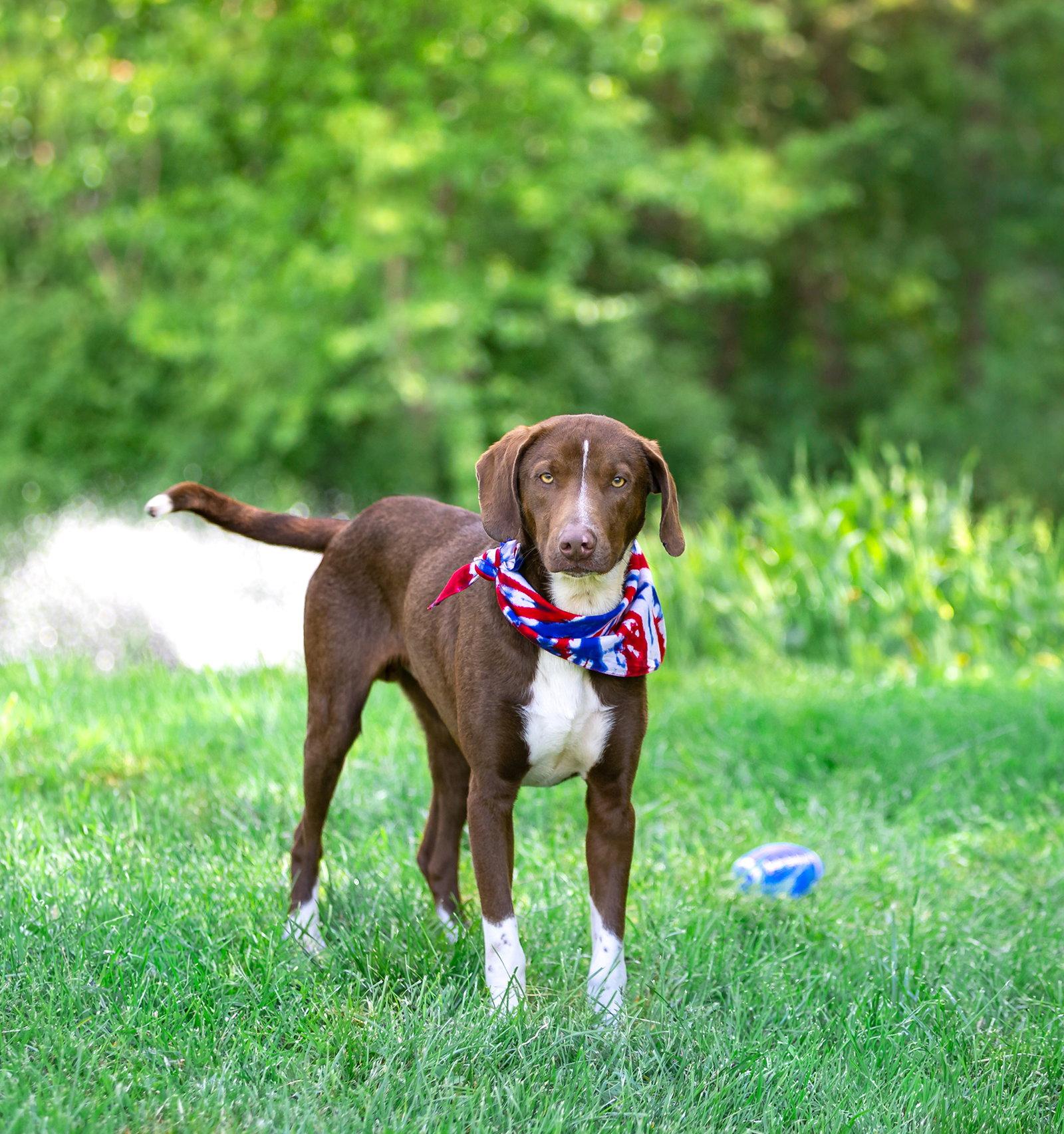 Hershey, a Adoptable Labrador Retriever in Coatesville, PA image 3/3