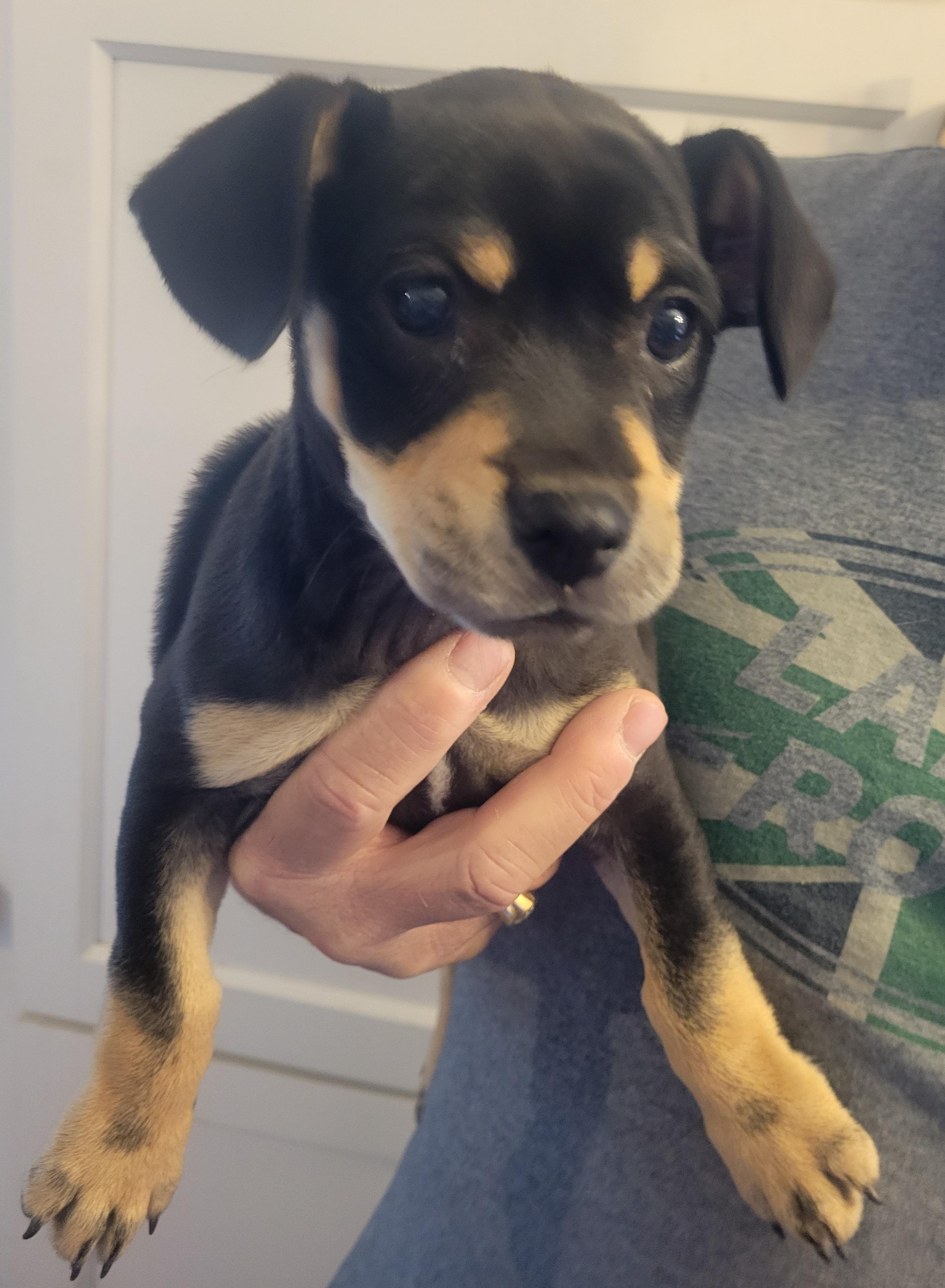 Skylar, an adopted mixed breed in Rocky Mount, NC image 3/3