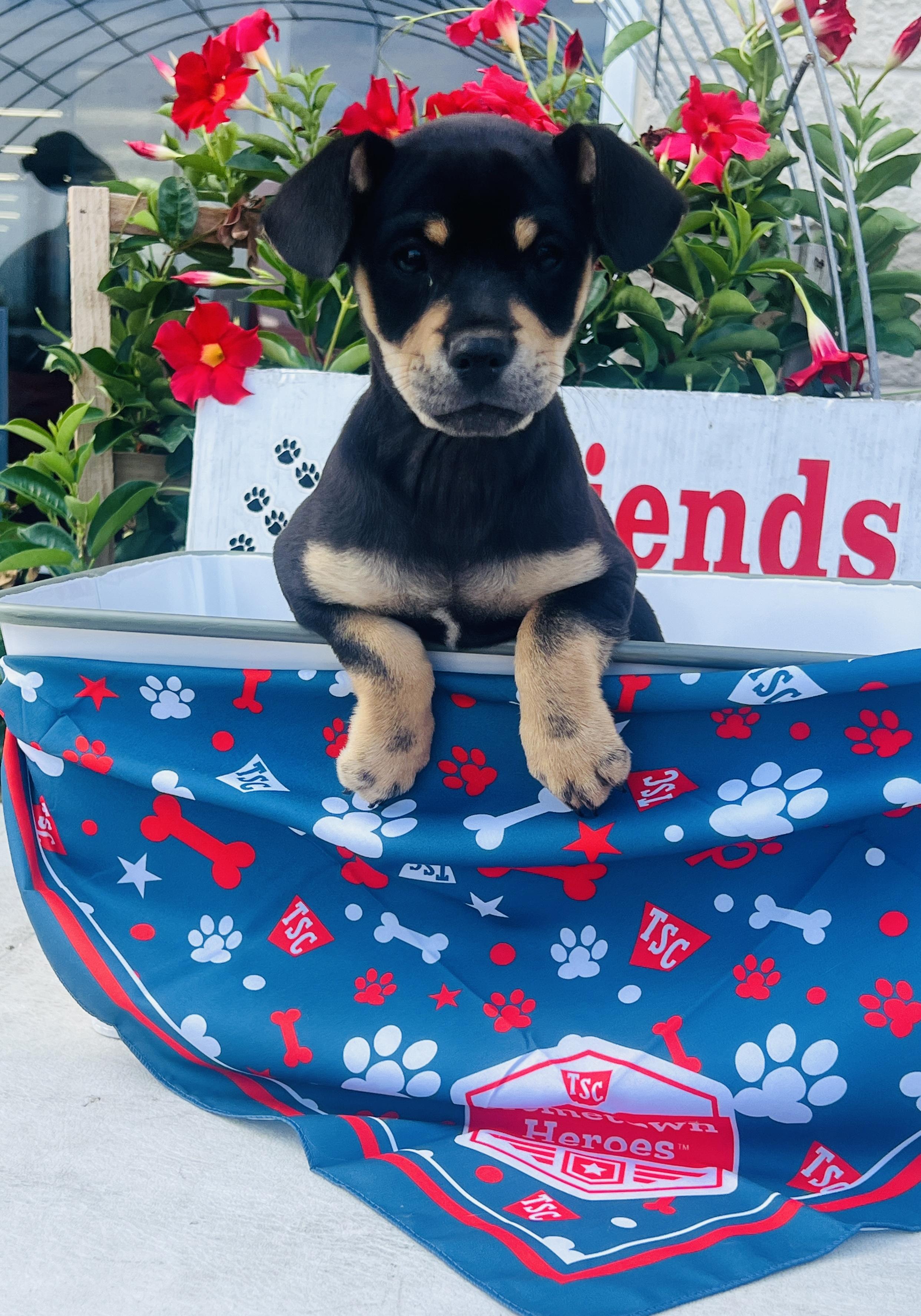 Skylar, an adopted mixed breed in Rocky Mount, NC image 1/3