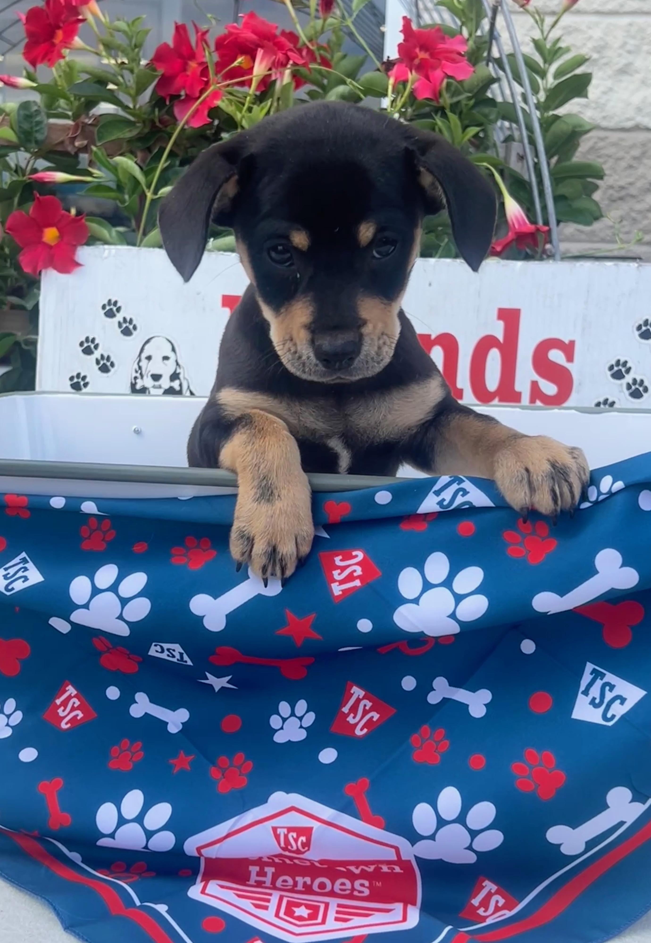Skylar, an adopted mixed breed in Rocky Mount, NC image 2/3