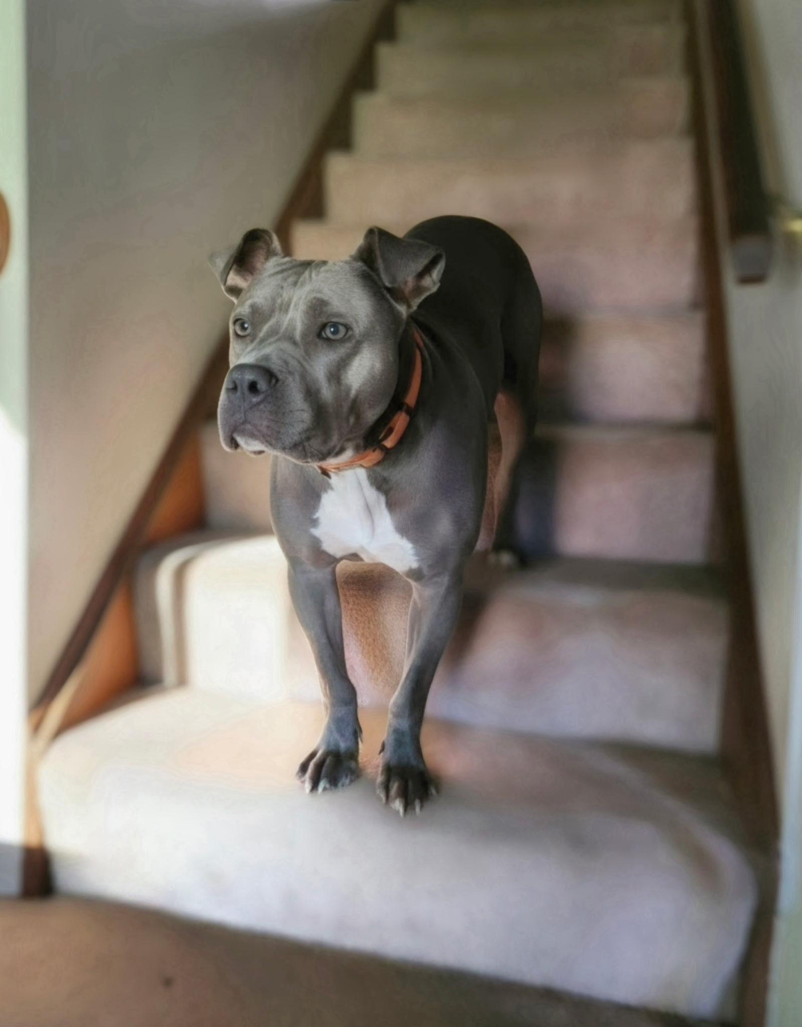 Enlarge Opie, a Adoptable mixed breed in Granby, CT image 2/5