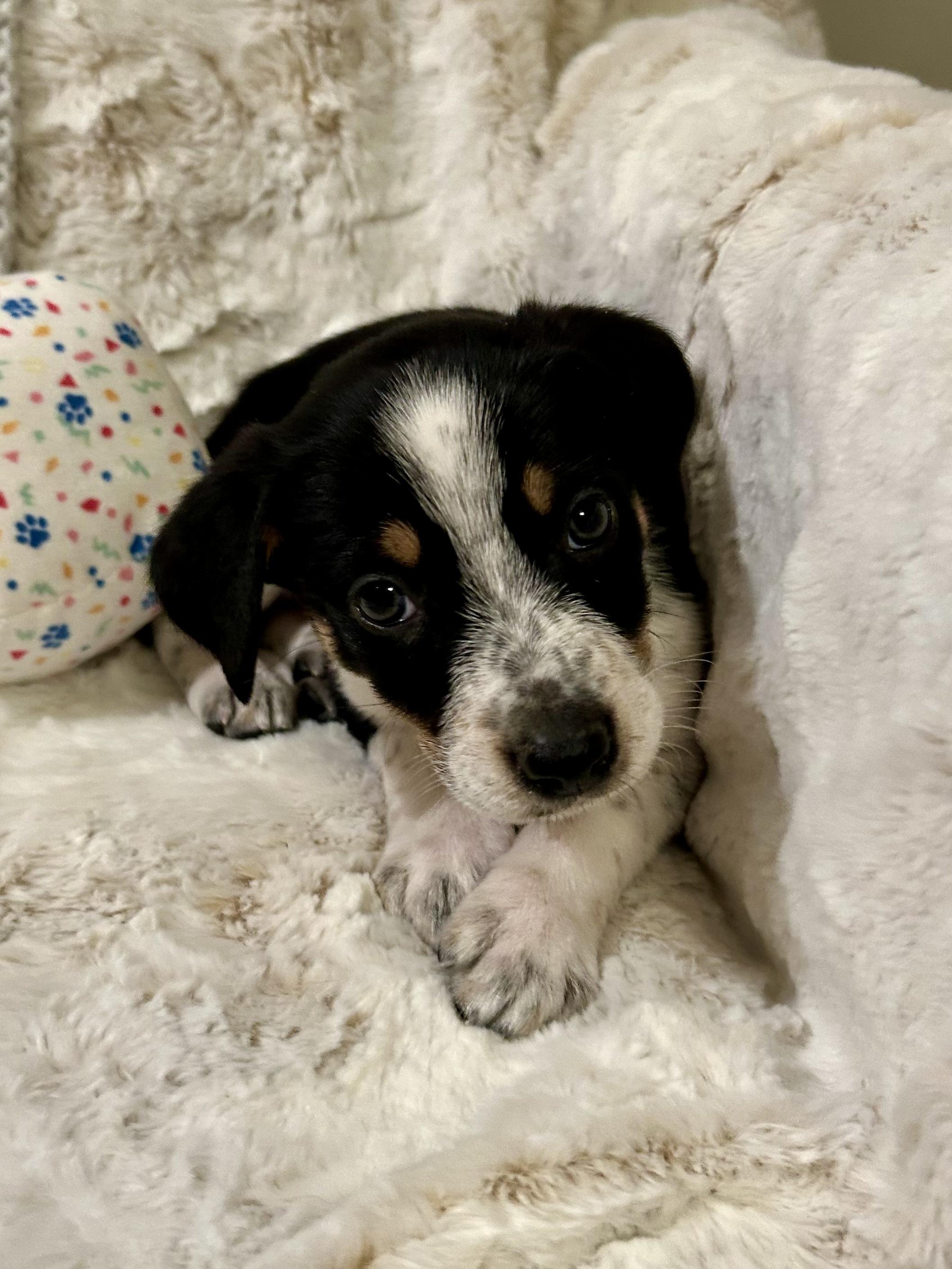 Huck, adopted, Puppy Male Cattle Dog.