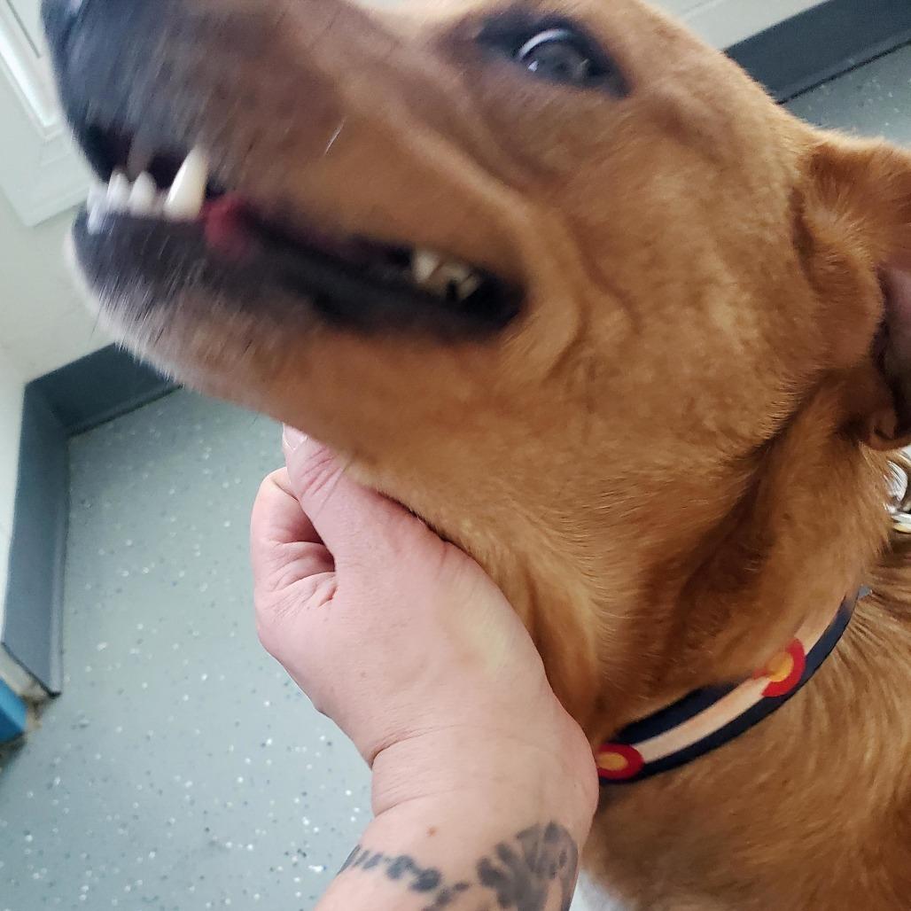 Cake Batter, a Adoptable Mixed Breed in Danville, KY image 1/4