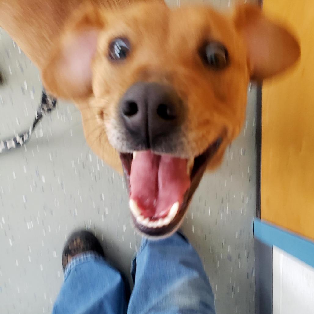 Cake Batter, a Adoptable Mixed Breed in Danville, KY image 2/4