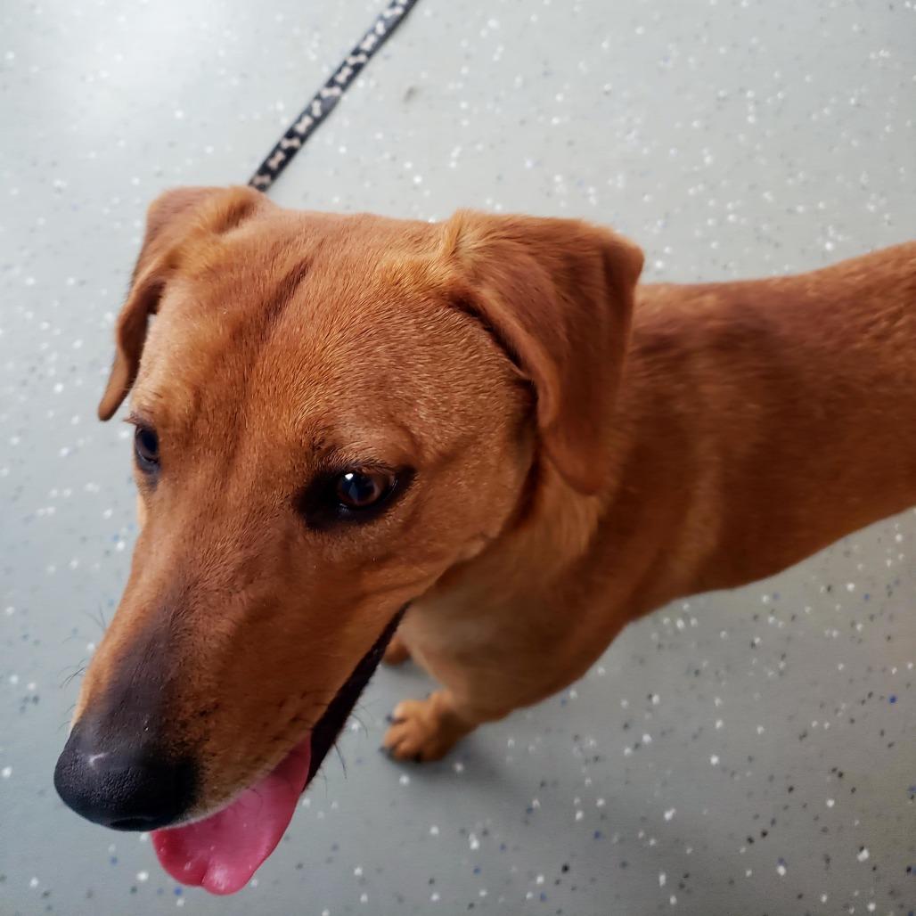 Cake Batter, a Adoptable Mixed Breed in Danville, KY image 3/4