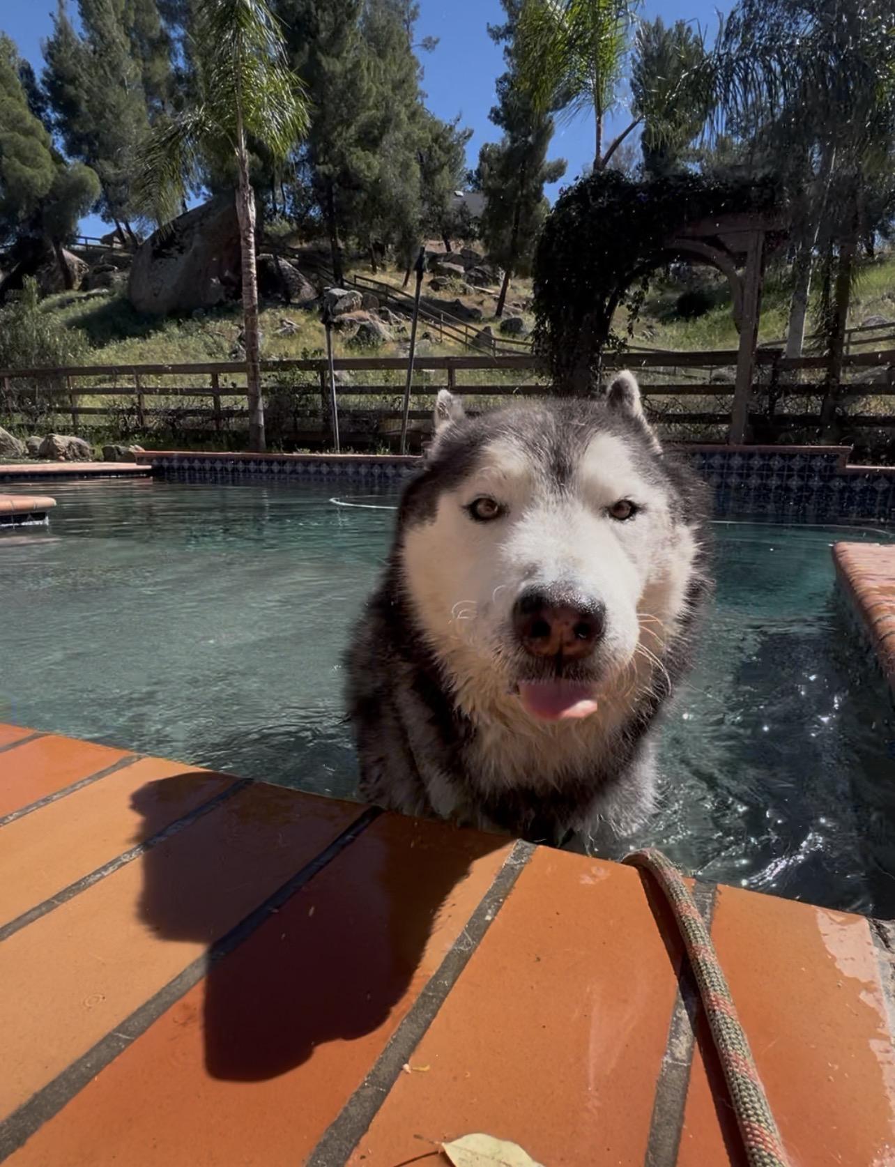 Wolfie, ADOPTABLE, Senior Male Husky.