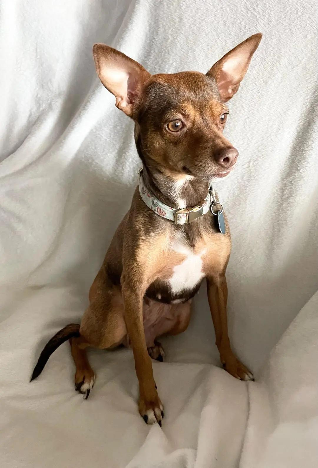 Enlarge Sophie, a Adoptable mixed breed in Wichita, KS image 1/1