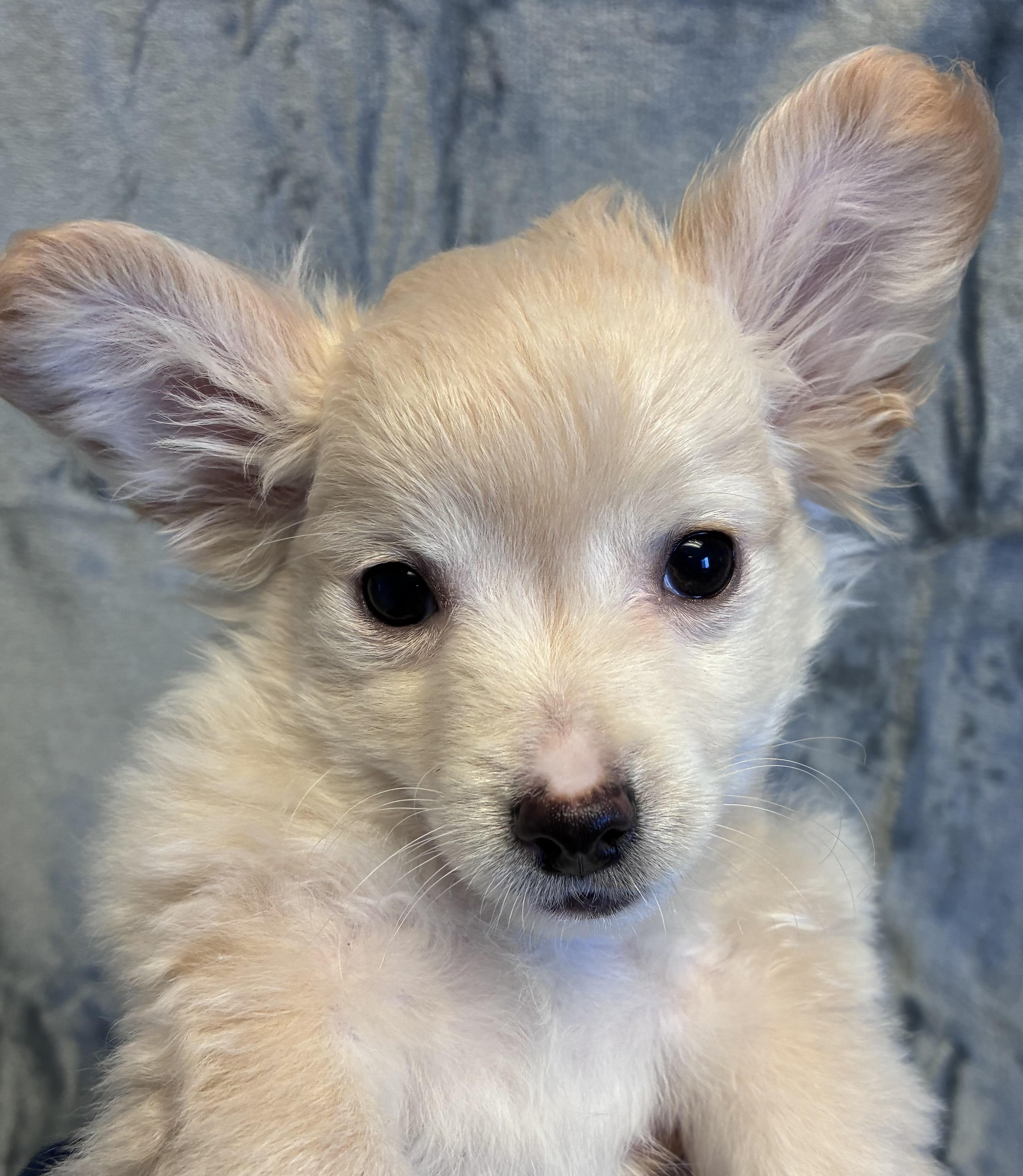 Theo, adopted, Puppy Male Chihuahua & Shih Tzu.