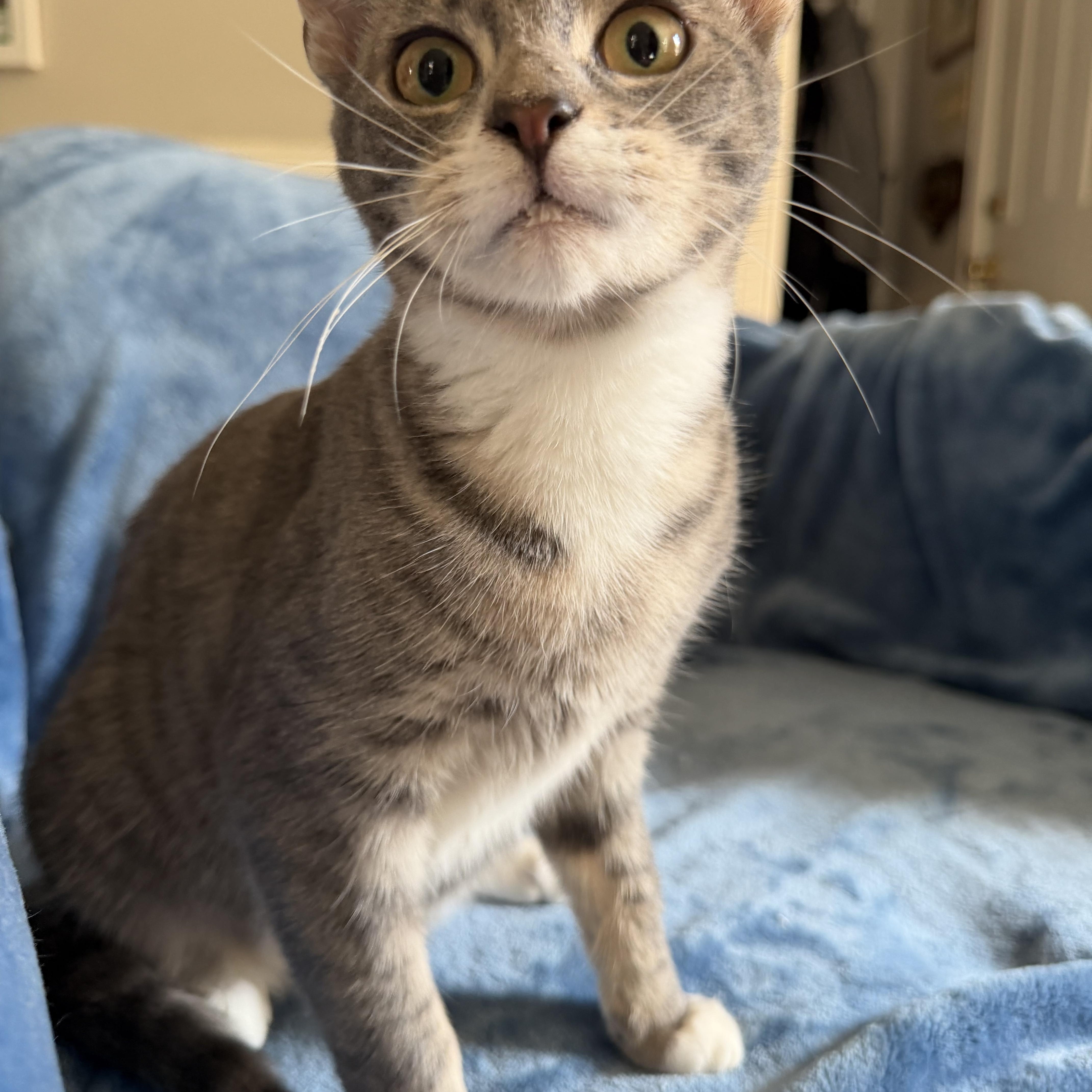 Puggie, Adoptable, Kitten Female American Shorthair.