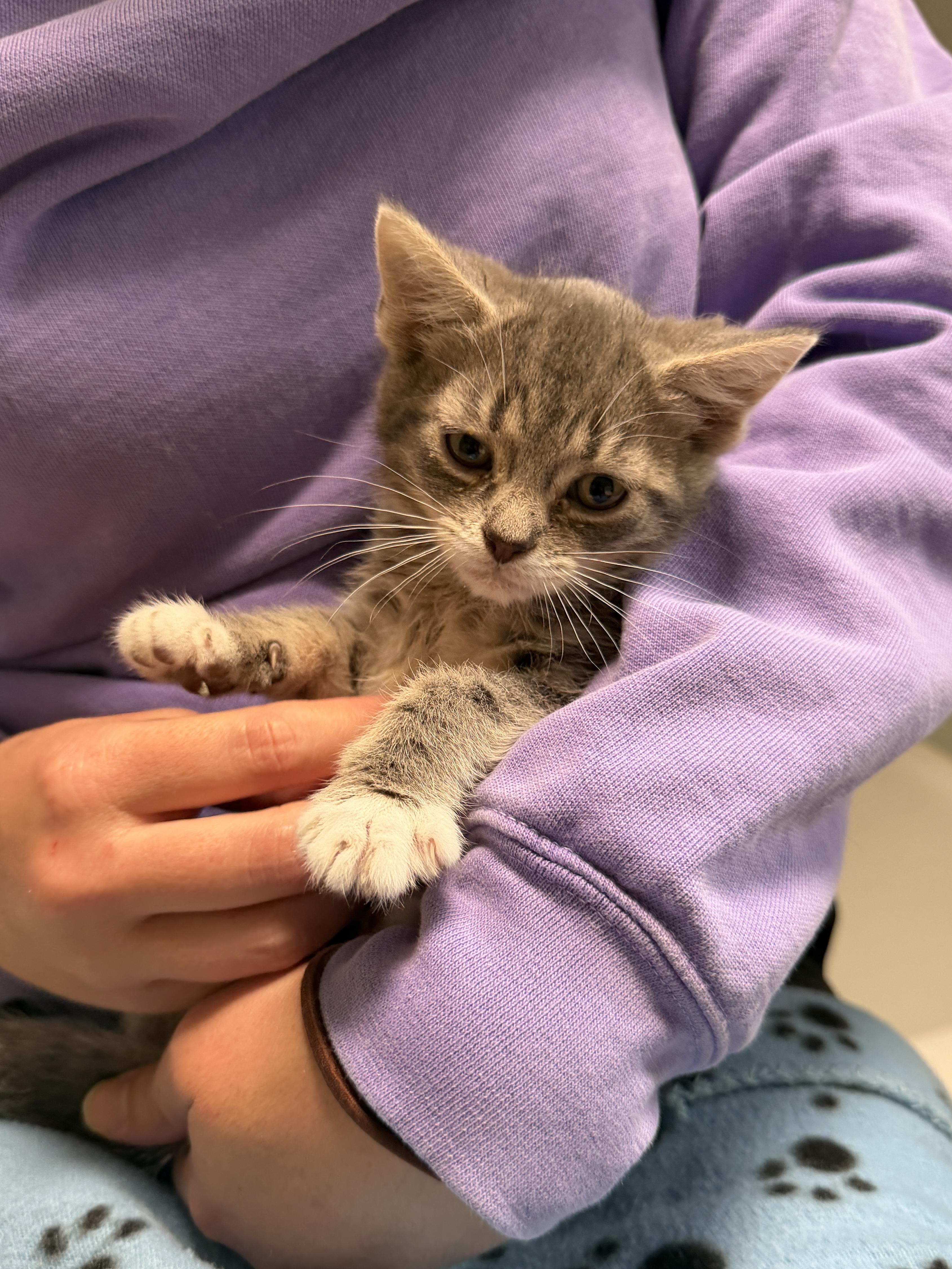 Puggie, ADOPTABLE, Kitten Female American Shorthair.