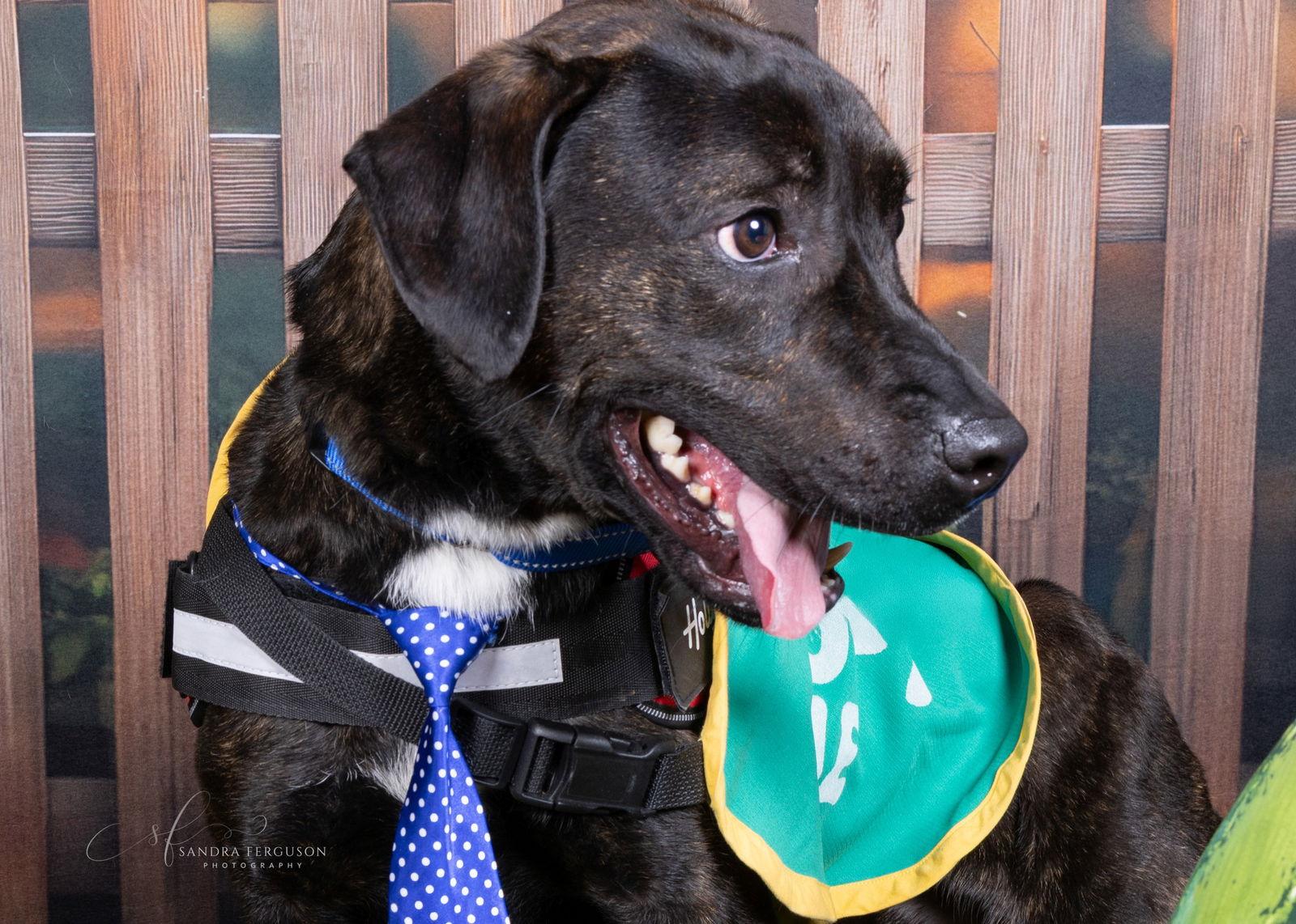 Garth, Adopted, Puppy Male Labrador Retriever.