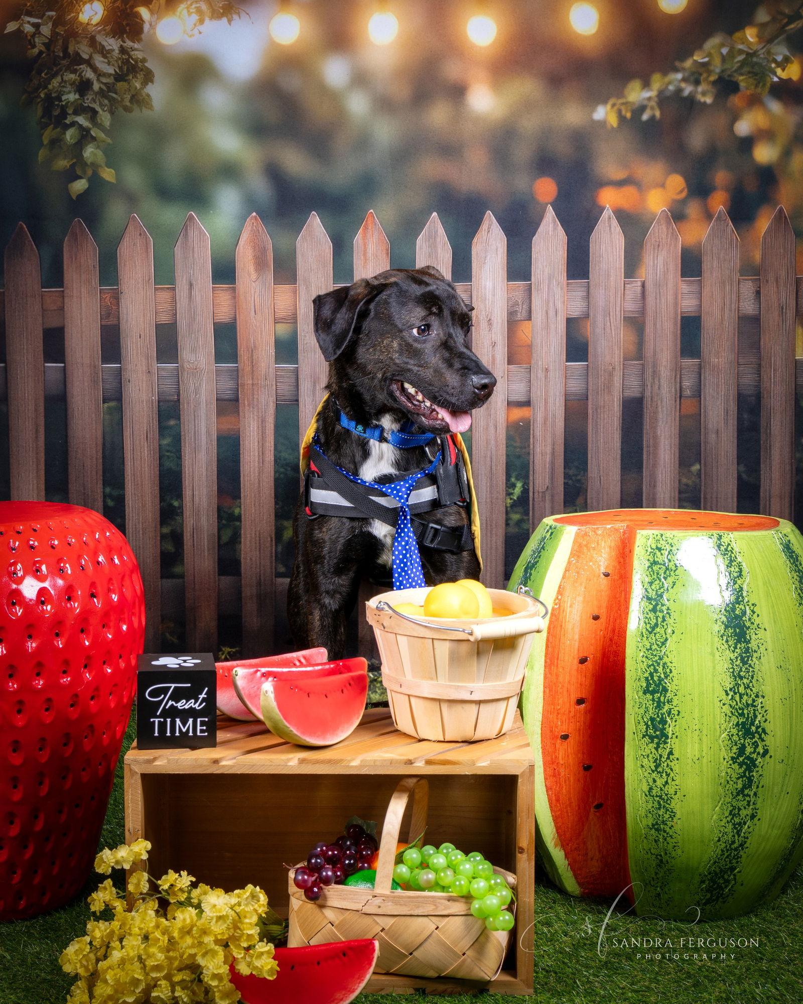 Garth, a Adopted Labrador Retriever in Munford, TN image 2/3