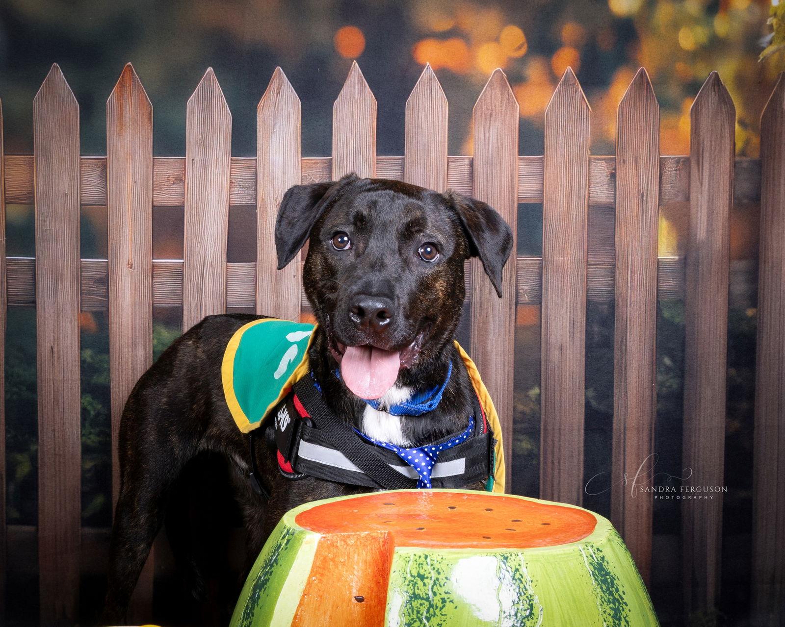 Garth, a Adopted Labrador Retriever in Munford, TN image 3/3