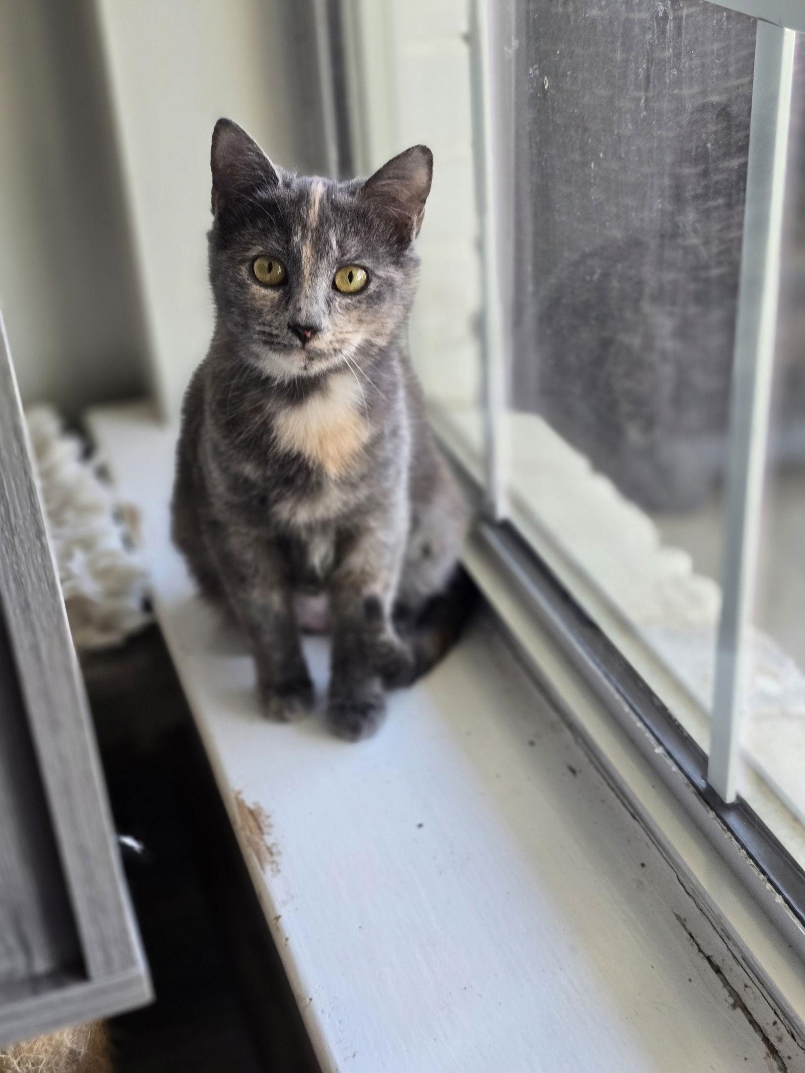 Enlarge Suzy, a Adoptable Domestic Short Hair in Rowlett, TX image 1/2