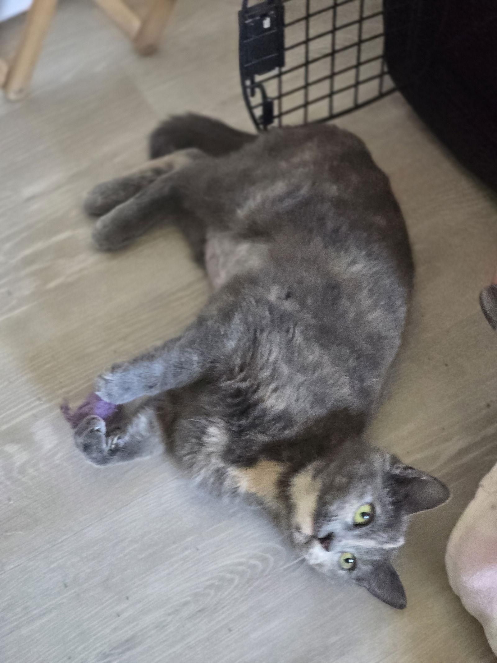 Enlarge Suzy, a Adoptable Domestic Short Hair in Rowlett, TX image 2/2