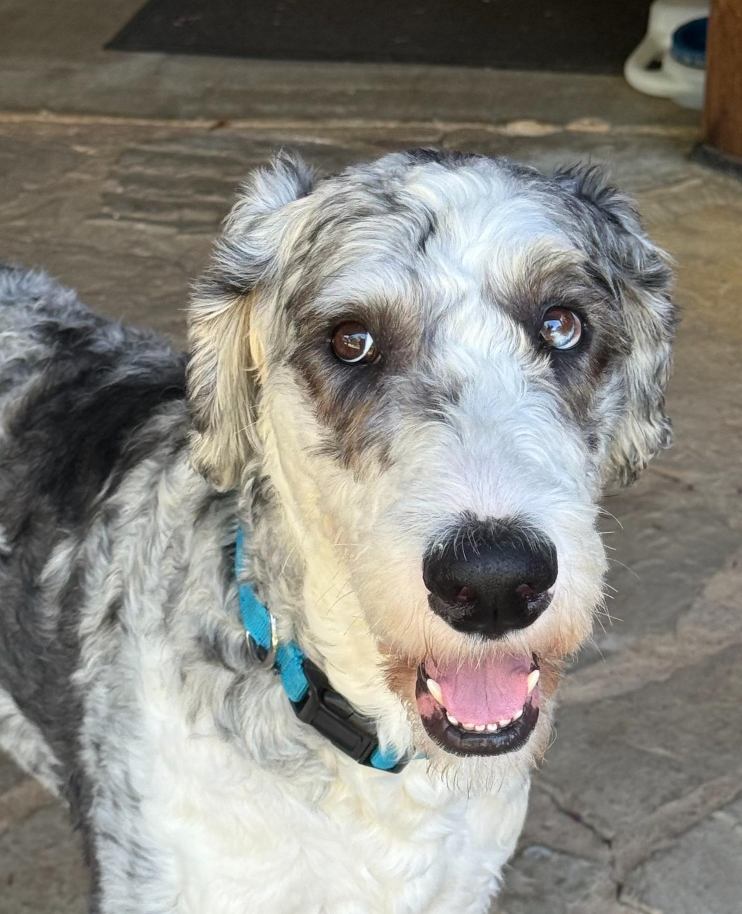 Rip, an adopted Sheepadoodle in Garland, TX image 2/4