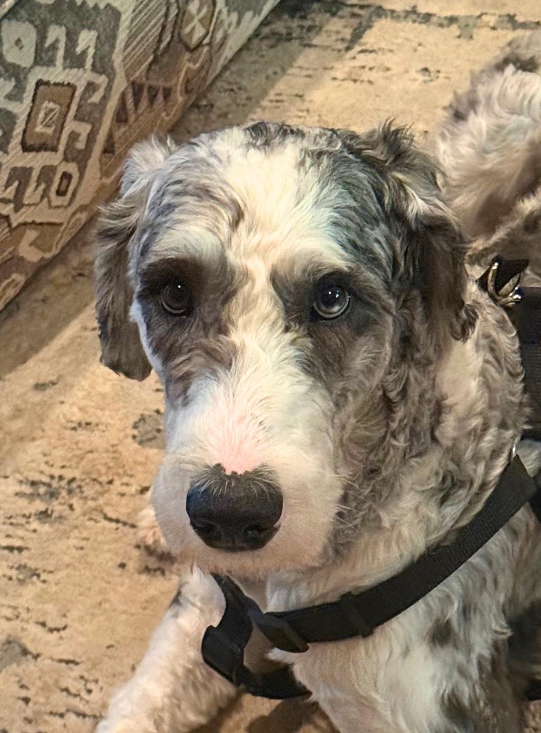 Rip, adopted, Young Male Sheepadoodle.