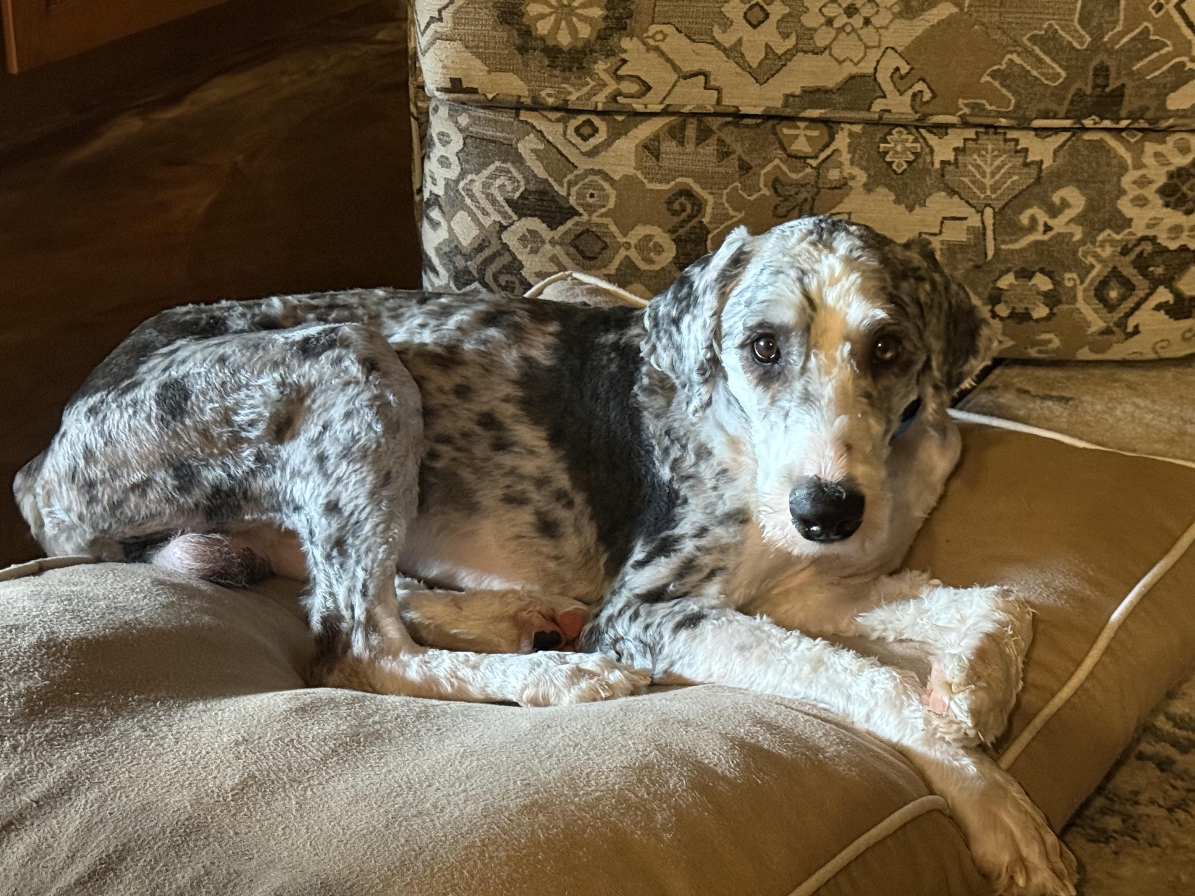 Rip, an adopted Sheepadoodle in Garland, TX image 4/4