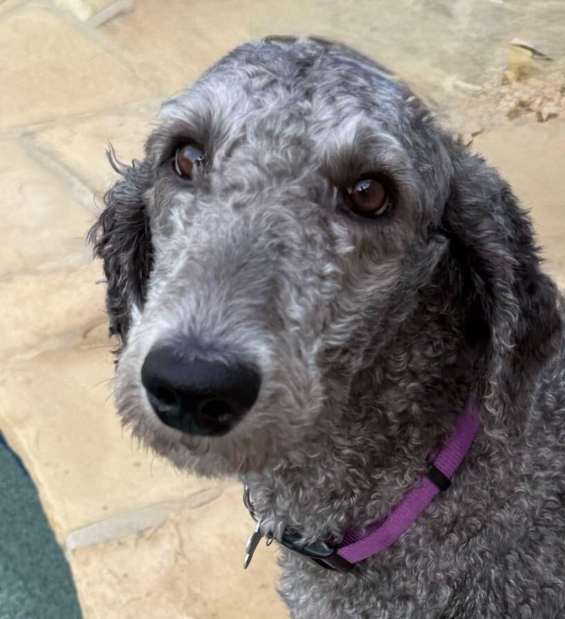 Rip, an adopted Sheepadoodle in Garland, TX image 3/4