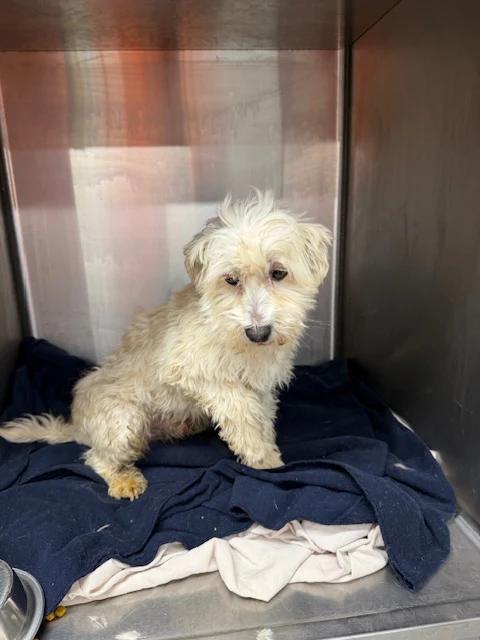 Enlarge Olaf, a ADOPTABLE Havanese in Pointe-Fortune, QC image 1/3