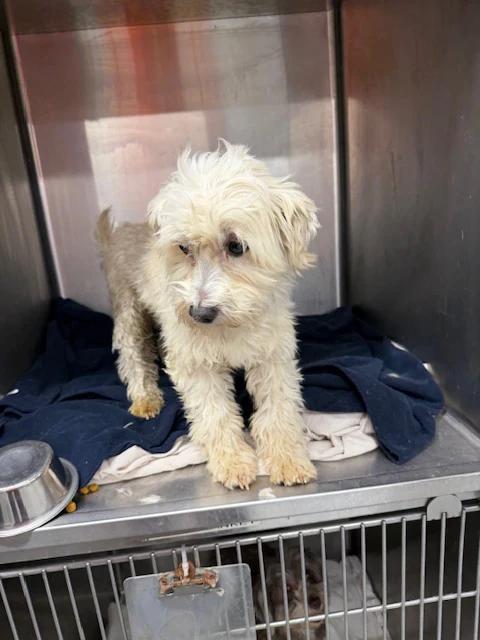 Enlarge Olaf, a ADOPTABLE Havanese in Pointe-Fortune, QC image 2/3