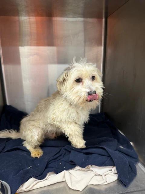 Enlarge Olaf, a ADOPTABLE Havanese in Pointe-Fortune, QC image 3/3