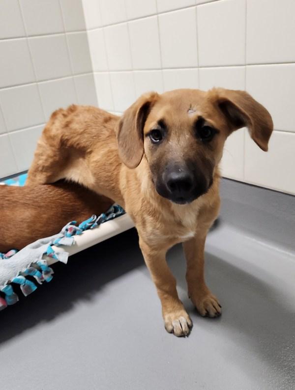 Katherine, Adoptable, Puppy Female German Shepherd Dog.