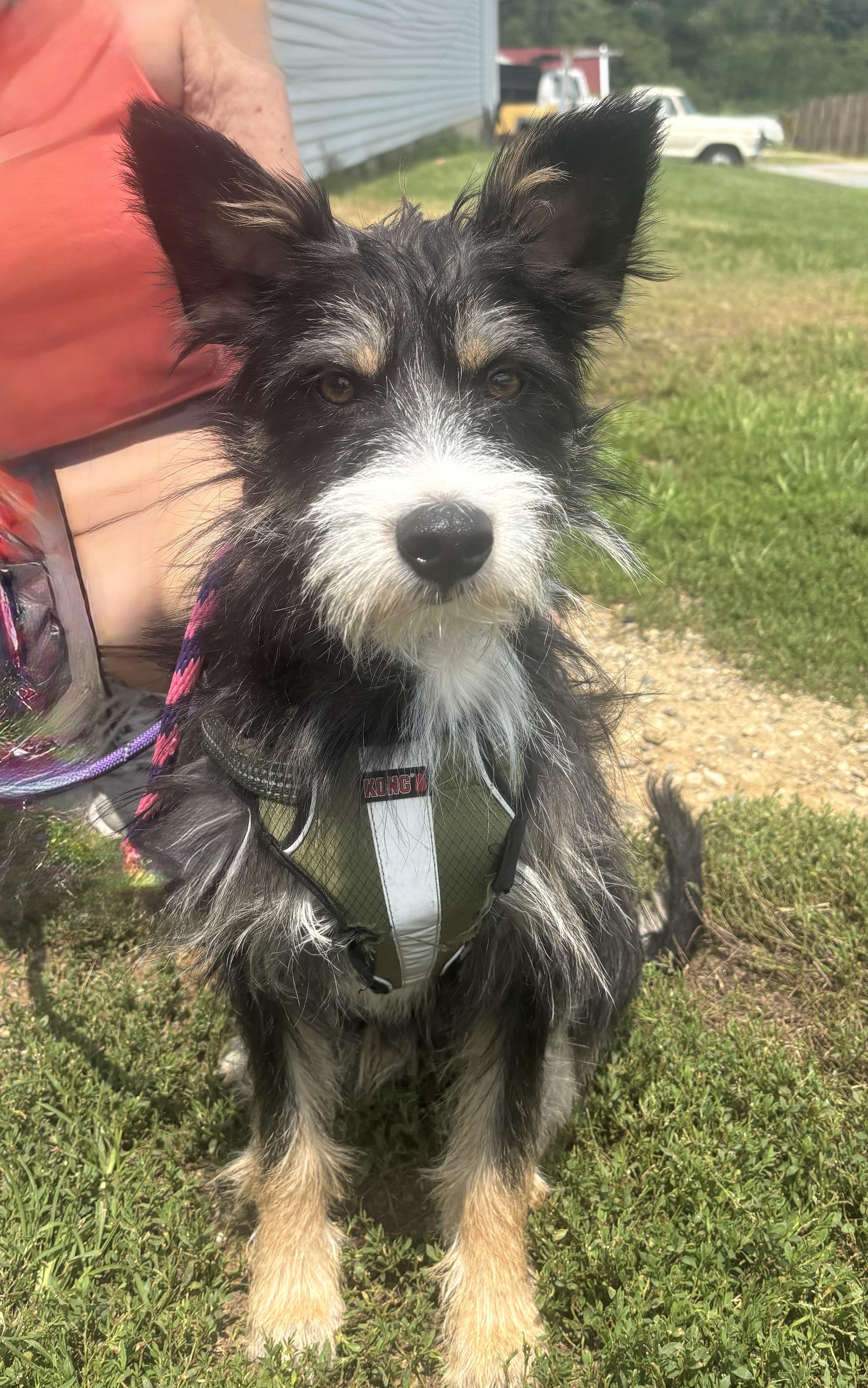 Enlarge Chaser Bonded to Rupel, a Adopted Terrier in Ellicott City, MD image 2/6