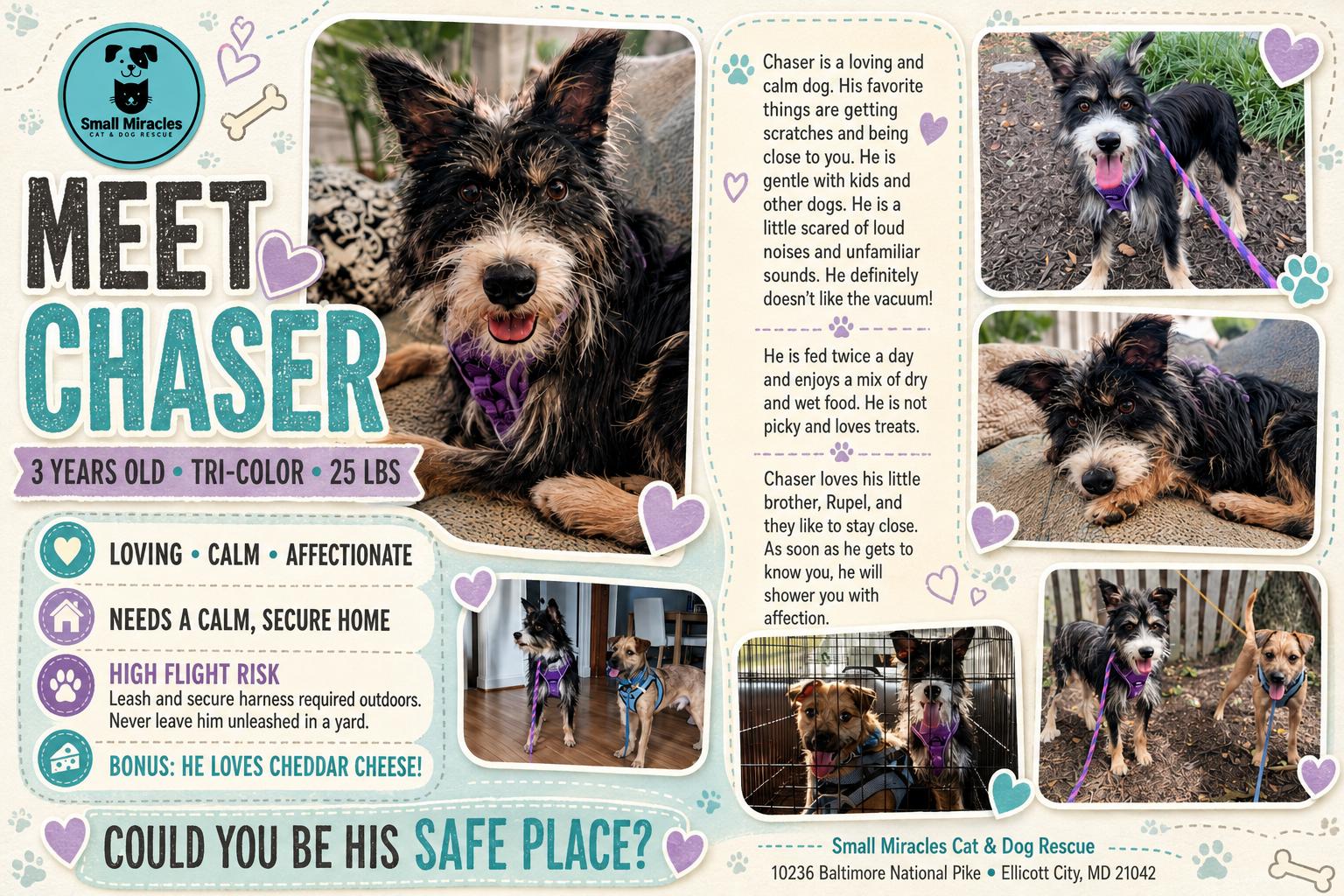 Enlarge Chaser Bonded to Rupel, a Adopted Terrier in Ellicott City, MD image 6/6