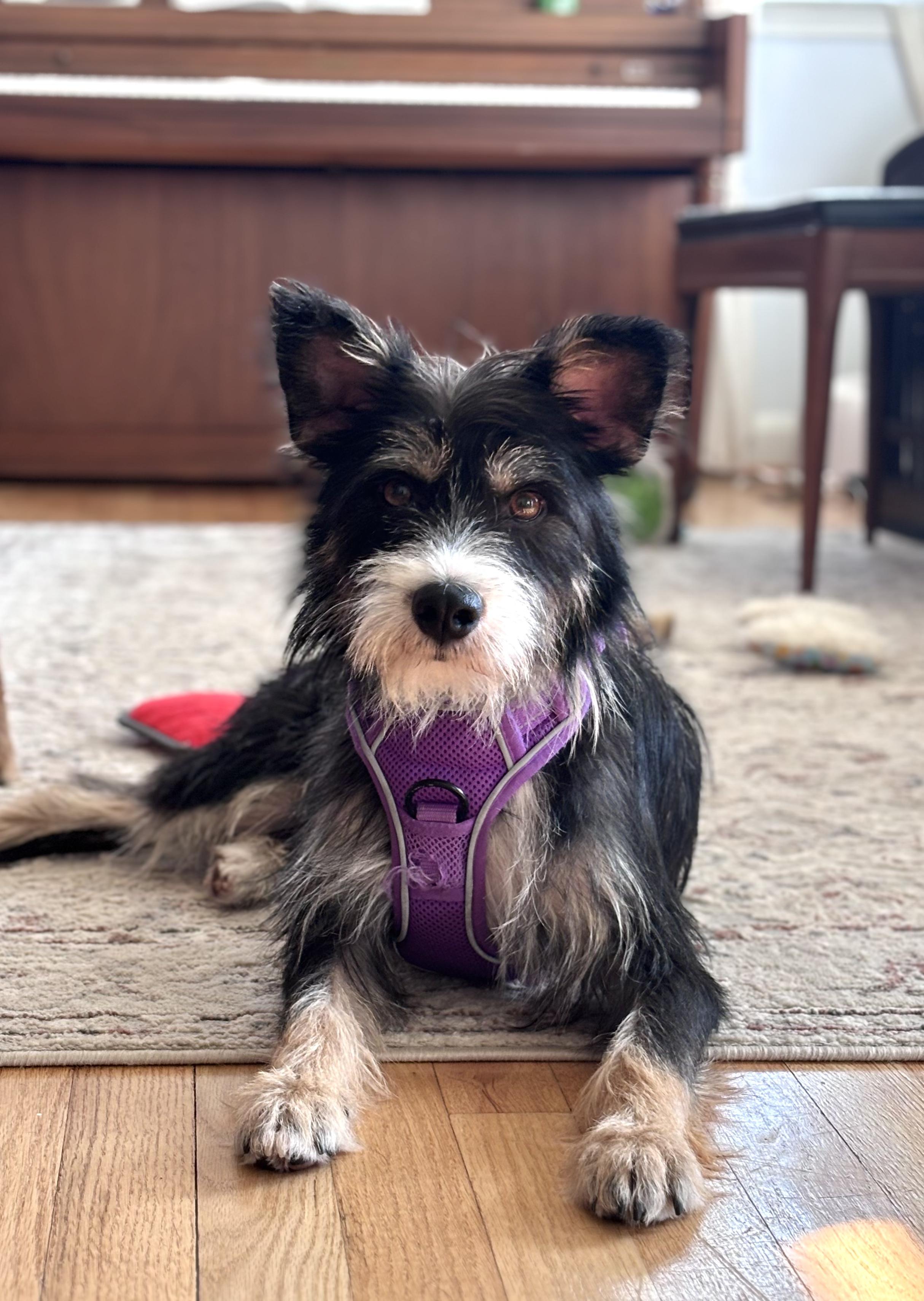 Chaser Bonded to Rupel, Adopted, Adult Male Terrier.
