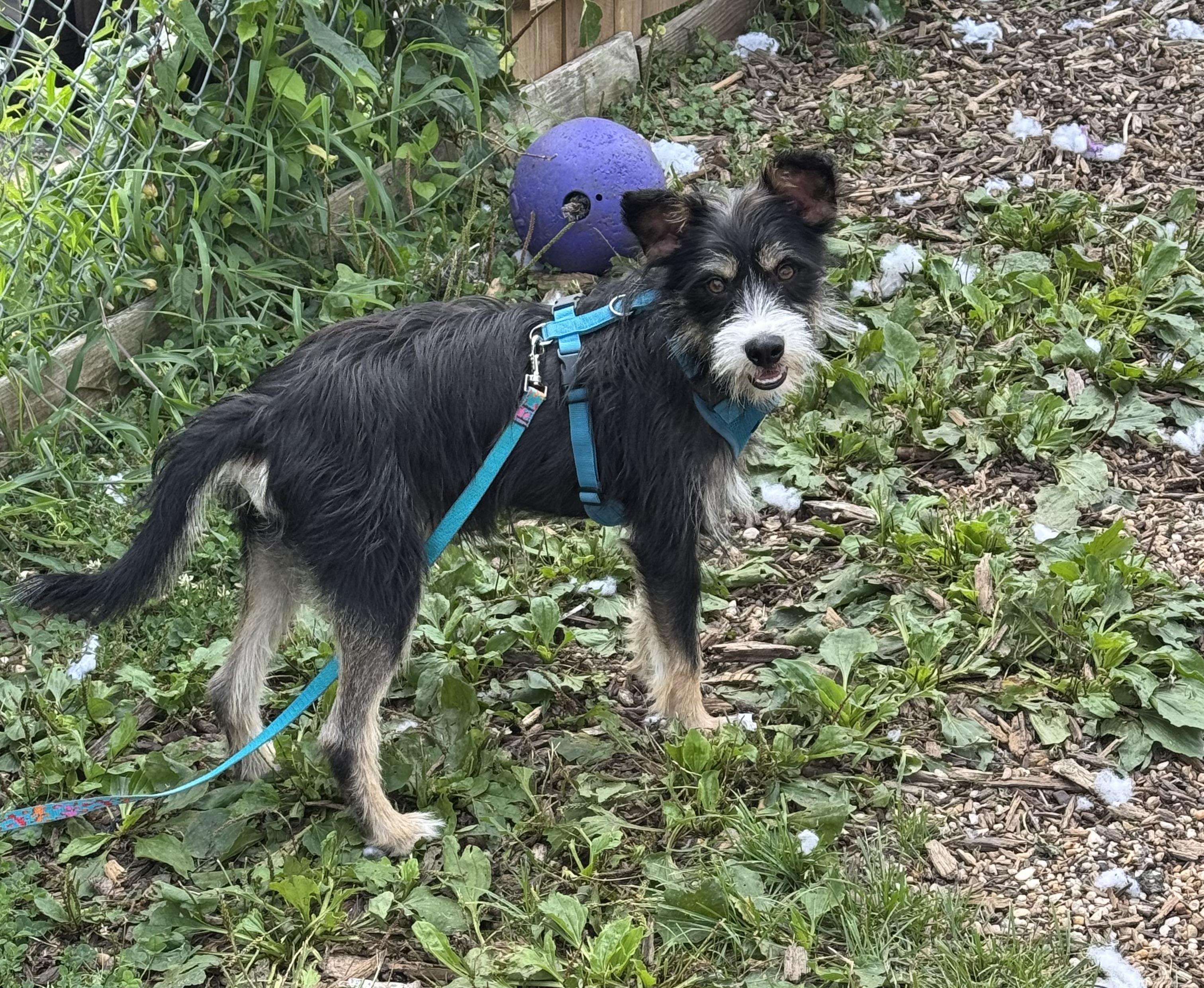 Enlarge Chaser Bonded to Rupel, a Adopted Terrier in Ellicott City, MD image 4/6